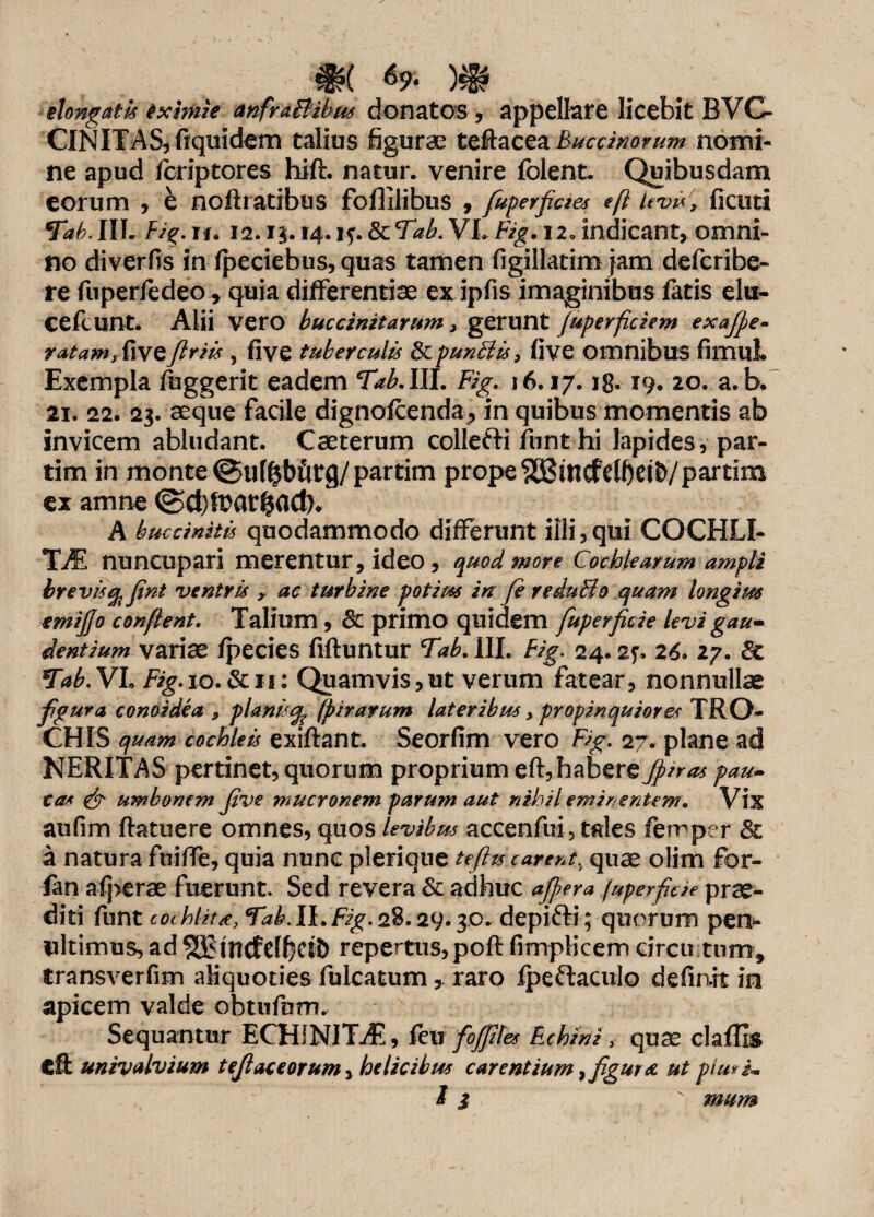 _ %• w elongatis txirfoie anfrAltibus donatos , appellate licebit BVC- CINITAS,fiquidem talius figurae ts&aczz Btfccinotum nomi¬ ne apud fcriptores hift. natur, venire folent. Quibusdam eorum , e noftratibus foflilibus , fuperfiaes efl kvi*, ficuti Tab. IIL Fig. u* 12. 13. 14. 1?. & Tab. VL Fig. 12. indicant, omni¬ no diverfis in fpeciebus, quas tamen figillatim jam defcribe- re fuperfedeo, quia differentiae ex ipfis imaginibus fatis elu- cefcunt. Alii vero buccinitarum x gerunt (uperficiem exafpe- ratamiFwsflriis, five tuberculis punitis, five omnibus fimuL Exempla fuggerit eadem Tab.IIL Fig. 16.17. ig. 19. 20. a.b. 21. 22. 23. aeque facile dignofcenda, in quibus momentis ab invicem abludant. Caeterum coliefti funt hi lapides, par- tim in monte partim prope ^mcfetf)ei&/partim ex amne ®d)&at£actL , ^ A bucdnitis quodammodo differunt illi,qui COCHLI- TiE nuncupari merentur, ideo , quod move Cochlearum ampli brevis q. fint ventris , ac turbine potim in fi redulto quam longim emijjo confient. Talium , & primo quidem fuperficie levi gau- dentium variae /pedes fiftuntur Tab. 111. Fig. 24.26* 27. & Tab. VL Fig.io.&ii: Quamvis,ut verum fatear, nonnullae figura conoidea, planis ap (pirarum lateribus, propinquiores TRO¬ CHIS quam cochleis exiftant. Seorfim vero Fig. 27. plane ad NERITAS pertinet, quorum proprium eft, habere Jpnas pau¬ ca* & umbonem five mucronem parum aut nihil eminentem. Vix aufim ftatuere omnes, quos levibus accenfui, tales femp*r 8l a natura fuiffe, quia nunc pleriqne tefits carent, quae olim fbr- fan afj>erae fuerunt. Sed revera & adhuc affer a fuperficie prae¬ diti funt co<hiet#, Tab.II.Fig.28.29.30. depi&i; quorum pen- ultimus, ad SEBtncfeHjCfD repertus, poft fimplicem circu tumf transverfim aliquoties Meatum y raro fpeftaculo definit in apicem valde obtufum. Sequantur ECH1NITJ£, feu foffiles Echini 3 quae claflis cft univalvium tejloceorum> helicibus carentium,figui st ut pluria