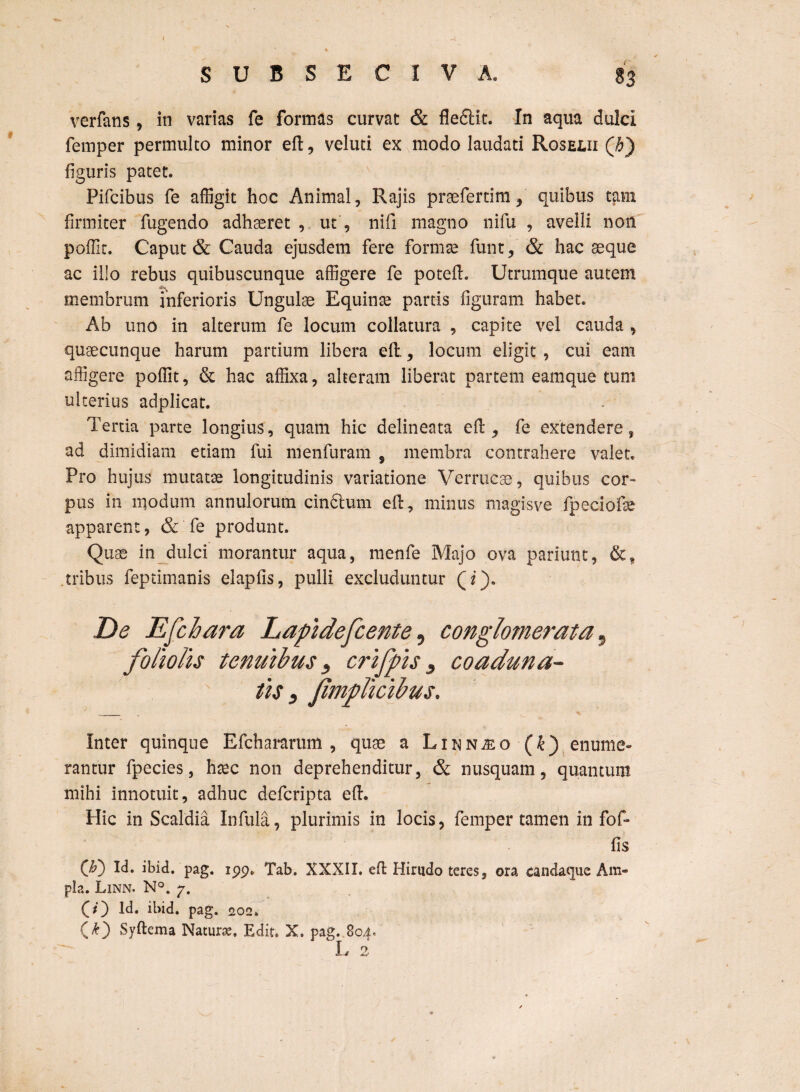 verfans, in varias fe formas curvat & flefiHt. In aqua dulci femper permulto minor efl:, veluti ex modo laudati Roselii Qh) figuris patet. Pifcibus fe affigit hoc Animal, Rajis prsefertim, quibus tam firmiter fugendo adhaeret , ut , nifi magno nifu , avelli non poffir. Caput & Cauda ejusdem fere formae funt, & hac aeque ac illo rebus quibuscunque affigere fe potefl. Utrumque autem membrum inferioris Ungulae Equinte partis figuram habet. Ab uno in alterum fe locum collatura , capite vel cauda , quaecunque harum partium libera efl, locum eligit , cui eam affigere poffit, & hac affixa, alteram liberat partem eamque tum ulterius adplicat. Tertia parte longius, quam hic delineata efl, fe extendere, ad dimidiam etiam fui menfuram , membra contrahere valet. Pro hujus mutatae longitudinis variatione Verrucae, quibus cor¬ pus in modum annulorum cindlum efl:, minus magisve fpeciofie apparent, & fe produnt. Quae in dulci morantur aqua, menfe Majo ova pariunt, tribus feptimanis elapfis, pulli excluduntur (T). De Efchara Lapidefcente, conglomerata, foliolis tenuibus y crifpis s coaduna¬ tis s jimplicibus. Inter quinque Efchararum , quae a Linnjeo (£) enume¬ rantur fpecies, haec non deprehenditur, & nusquam, quantum mihi innotuit, adhuc defcripta efl:. Hic in Scaldia Infula, plurimis in locis, femper tamen in fof- fis (Jo) Id. ibid, pag. ipp. Tab. XXXII. efl Hirudo teres, ora candaque Am¬ pla. Linn. N°. p. CO Id. ibid. pag. 202. (£) Syftema Naturae, Edit, X, pag. 804. L 2