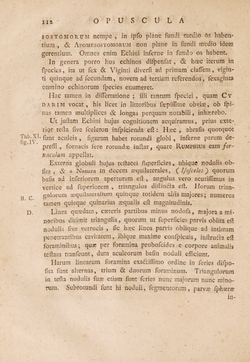 II& sostomoRUM nempe , in ipfo plane fundi medio os haben¬ tium , & Apomesostomorum non plane in fundi medio idem gerentium. Omnes enim Echini inferne in fundo os habent. In genera porro hos echinos difpenfat , & hosc iterum in fpecics, ita ut fex & Viginti diverfi ad primam clafTem, vigin- ti quinque ad fecundam, novem ad tertiam referendos, fexaginta omnino echinorum fpecies enumeret. Hac tamen in diflercatione ; illi tantum fpeciei , quam Cv dariiy! vocat, his licet in littoribus faepiffime obviae, ob (pi¬ nas tamen multiplices & longas perquam notabili, inhaerebo. Ut juftam Echini hujus cognitionem acquiramus, prius exte¬ rior tella five fceleton infpicienda efl: Haec , abrafis quotquot fune aculeis , figuram habet rotundi globi , inferne parum de- prefli , fornacis fere rotundae inflar, quare Rumphius eam for- ' naculam appellat. Externa globuli hujus tellacei fuperfides, ubique nodulis ob- fim , & a Naeura In decem aequilaterales, Qlfofceles) quorum bafis ad inferiorem aperturam efl: , angulus vero acutiffimus in vertice ad foperiorem , triangulos diflindla efl. Horum trian- B C gnlorum aequilateralium quinque totidem al/is majores; numerus tamen quisque quinarius aequalis efl magnitudinis. D. Linea quaedam, caeteris partibus minus nodofa, majora a mi¬ noribus dirimit triangulis, quorum ut fuperficies parvis oblita efl nodulis five verrucis , fic haec linea parvis oblique ad intimam penetrantibus cavitatem, ibique maxime confpicuis, inflrudla efl foraminibus; quse per foramina probofeides e corpore animalis te fiam tranfeunt, dum aculeorum bafin noduli efficiunt. Harum linearum foramina exaftiffimo ordine in feries difpo- fica funt alternas, trium & duorum foraminum. Triangulorum in tefla nodulis fuae etiam funt feries nunc majorum nunc mino¬ rum. Subrotundi funt hi noduli, fegmentorum, parvae fphsene iil-