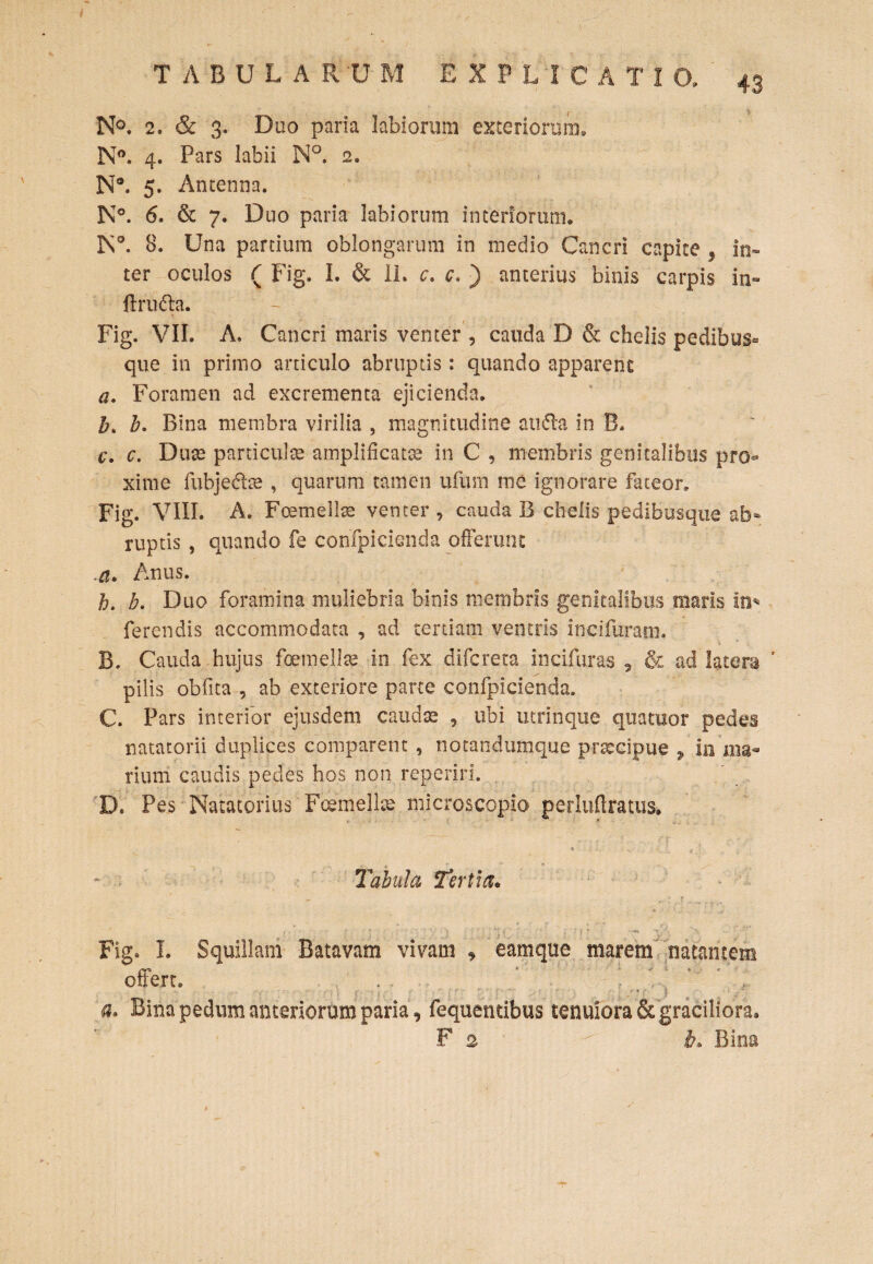 TABULARU M E X P L I C A T 1 0, ' 43 N°. 2. & 3. Duo paria labiorum exteriorum., N°. 4. Pars labii N°. 2. N°. 5. Antenna. N°. 6. & 7. Duo paria labiorum interiorum. Is°. 8. Una partium oblongarum in medio Cancri capite 3 In¬ ter oculos ( Fig. L & II. c. c. ) anterius binis carpis in- ftrn<5ba. Fig. VII. A, Cancri maris venter , cauda D & chelis pedibus que in primo articulo abruptis: quando apparent a. Foramen ad excrementa ejicienda. b> b. Bina membra virilia , magnitudine autta in B. c. c. Duse particulae amplificatae in C , membris genitalibus pro¬ xime fubje&ae , quarum tamen ufum me ignorare fateor. Fig. VIII. A. Fcemellae venter , cauda B chelis pedibusque ab¬ ruptis , quando fe confpicienda offerunt a> Anus. h. b. Duo foramina muliebria binis membris genitalibus maris In* ferendis accommodata , ad tertiam ventris incifuram. B. Cauda hujus foemellte in fex difcreta incifuras , & ad latera ’ pilis obfita , ab exteriore parte confpicienda. C. Pars interior ejusdem caudae , ubi utrinque qtiamor pedes natatorii duplices comparent , notandumque prxcipue , in ma¬ rium caudis pedes hos non reperiri. D. Pes Natatorius Feemellce microscopia periuftratus. * • „ . Tabula Tertia* ■ t f . *- ; • /iC ~ Fig. I. Squillam Batavam vivam , eamque marem natantem ottert. , . ? 'i a. Bina pedum anteriorum paria, fequendbus tenuiora & graciliora. F 2 ' b* Bina