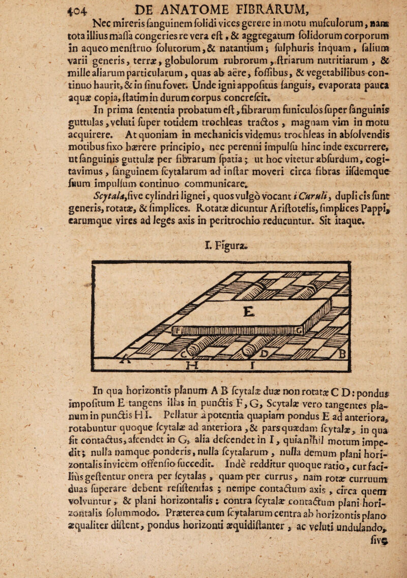 Nec mireris fanguinem folidi vices gerere in motu mufculorum, nans tota illius mafla congeries re vera, eft, & aggregatum folidorum corporum in aqueomenftruo folutorum,& natantium; fulphuris inquam, falium varii generis , terra? * globulorum rubrorum ^(triarum nutritiarum , & mille aliarum particularum, quas ab aere, fotfibus, & vegetabilibus con¬ tinuo haurit, & in finu fovet. Unde igni appofitus fanguis* evaporata pauca aquae copia, Itatim in durum corpus concrefciu In prima fententia probatum efl,fibrarum funiculosluperfanguinisr guttulas *veluti fuper totidem trochleas trados , magnam vim in motu acquirere. At quoniam in mechanicis videmus trochleas in ablolvendis motibus fixo haerere principio, nec perenni impulfu hinc inde excurrere, utfanguinis guttula? per fibrarum fpatia; ut hoc vitetur abfurdum, cogi¬ tavimus , fanguinem fcytalarum ad inftar moveri circa fibras iifdemque fwum impuhum continuo communicare* ScytaUfive, cylindri lignei, quos vulgo vocant i Cur uti y dupli cis funt generis, rotata?, & fimplices. Rotata? dicuntur Ariftoteiis, fimplices Pappi* earumque vires ad leges axis in peritrochio reducuntur. Sit itaque» In qua horizontis planum A B fcytal# dua? non rotat# C D: pondus impofitumE tangens illas in pundis F,G, Scytala? vero tangentes pla¬ num in pundis H L Pellatur i potentia quapiam pondus E ad anteriora, rotabuntur quoque fcytala? ad anteriora ,& parsqua?dam fcytala?, in qua fit contadus,afcendet in G, alia defeendetin I, quianihil motum impe¬ dit;. nulla namque ponderis, nulla fcytalarum, nulla demum plani hori¬ zontali s invicem offendo fuccedit. Inde redditur quoque ratio , cur faci¬ lius geflentur onera per Icytalas, quam per currus, nam totx curruum duas fuperare debent refifitentlas ; nempe contadura axis , circa quem volvuntur, & plani horizontalis ; contra fcytala? contadum planihori- zontalis folummodo. Pmereacum fcytalarum centra ab horizontis plano aequaliter diftent, pondus* horizonti a?quidiftanter a ac veluti undulando* fivf