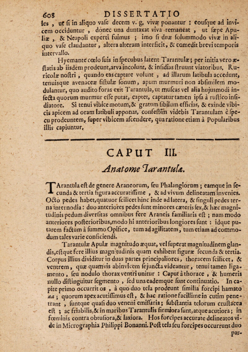 6o$ ‘ DISSERTATIO les , ut fi in aliquo vafe decem v. g* viva? ponantur : eoufque ad invi¬ cem occiduntur , donec una duntaxat viva remaneat , ut fepe Apu¬ li# , & Neapoli experti fuimus ; imo fi dux folummodo viva? in ali¬ quo vafe claudantur, altera alteram interficit, & comedit brevi temporis intervallo. Hyemantef coelo fuis in fpecubus latent Tarantula?; per initia vero af¬ flatis ab iisdem prodeunt,arva incolunt, & infidias flruunt viatoribus, Ru¬ ricolae noftri , quando eas captare volunt , ad illarum latibula accedunt, tenuisque avenaceae fiftulse fonum, apum murmuri non abfimilem mo¬ dulantur, quo audito foras exit Tarantula, ut jnufcas vel alia hujusmodi in- fe&a quorum murmur efife putat, captet, captaturtamen lpfa a ruflicoinfi- diatore. Si tenui vibice motum,& gratum fibilum efficias, & exinde vibi¬ cis apicem ad oram latibuli apponas, confeftlm videbis Tarantulam efpe- cu prodeuntem, fuper vibicem afeendere, qua ratione etiam a Popularibus illis capiuntur, .■ i\ . \ '' , Zl ■ r '  . . - CAPUT III. Anatome larantuU. TArantliiaeft de genere Araneorum, feu Phalangiorum ; eamquein fe¬ cundat tertia figura accuratifiime , &ad vivum delineatam invenies. Odo pedes habet,quatuor fcilicet hinc inde ad latera, & finguli pedes ter¬ na internodia: duo anteriores pedes funt minores ca?teris fex,& hxc magni¬ tudinis pedum diverfitas omnibus fere Araneis familiaris eft ; nam modo anteriores pofierioribus,modo hi anterioribus longiores funt : idque pu¬ tarem fadum a fummo Opifice, tum ad agilitatem, tum etiam ad commo¬ dum tales varie conficiendi. Tarantulaf Apula? magnitudo sequat, vel fuperat magnitudinem glan¬ dis, eftque fere illius magnitudinis quam exhibent figura? fecunda & tertia. Corpus illius dividitur in duas partes principaliores, thoracem fcilicet , & ventrem, qua? quamvis abinvicem fejunda videamur, tenui tamen liga¬ mento, feu nodulo thorax ventri unitur : Caput a thorace , & humeris nullo diftinguitur fegmento , fed unaeademque funt continuatio. In ca¬ pite primo occurrit os , a quo duo tela prodeunt fimilia forcipi hamato aa ; quorum apexacutiflirnus eft:, &hac rationefacillimein cutim pene¬ trant , funtque quafi duo veneni emifiaria; fubftantia telorum crufiacea cft ; ac friabilisj& in maribusTarantulis firmiorafunt,atqueacutiora; in foeminis contra obtufiora,& laxiora. Hos forcipes accurate deiineatos vi¬ de in Micrographia Philippi Bonanni. Poft tela feu forcipes occurrunt duo par-