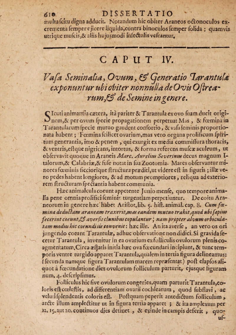 6m ' DISSERTATIO '' multafcItu digna adducit* Notandum hic obiter Araneos odonoculos ex¬ crementa femper ejicere Iiquida,contra bino-culos femper folida ; quamvis utrique mufcis,& aliis hujusmodi infe&uHs vefcantar* CAPUT iv. . Vafa Seminaliay Ovum, & Generatio HarantuU exponuntur ubi obiter nonnulla de Ovis Oftr ea¬ rum/S de Semine in genere. SIcuti animantia cetera, ita pariter & Tarantufa ex ovo ftiam ducit origi¬ nem, & per ovum fpeeie propagationem perpetuat Mas , & foeminain Tarantularum fpeeie mutuo gaudent confortio, & vafaleminis proportio- nata habent; FcEminafcilicetovarium,mas vero organa prolificum fpiri- tum generantia, imo & penem , qui exurgit ex media commiflura thoracis* tk ventris,eftque nigricans, intortus, & forma referens mufea? aculeum, ut ©bfervavit quoque in Araneis Mare. Aurelim Severinm decus magnum l- taIorum,& Calabriae,& fufe notat in fuaZootomia. Mares obfervantur mi¬ nores foeminls ficcioriqtie ftrudura proditi,ut videre efi; in figuris; ilice ve¬ ro pedes habent longiores, &ad motum promptiores, reliqua ad exterio¬ rem ftruduram fpedantia habent communia. Hxcanimakulacoeuntappetente Junio menle, quo tempore anima¬ lia pene omnia prolifici feminis turgentiam perpetiuntur. De coitu Ara¬ neorum In genere haec habet Arifioclib. 5. hift. animal, cap. 8. Cum fcs~ mina deduffiam araneam traxerit9mas eandem mutuo trahittfrnd ubi fapim fecerint coeuntaverfis clunibus copulantur \ nam prppter alvum orbicida* tam modm hic coeundilie convenit: hasc ille. An ita averfe, an vero os ori jungendo coeant Tarantula?, adhuc obfervatione non didici. Si gravida fe- cetur Tarantula, invenitur in ea ovarium ex folliculis ovulorum plenis co* agmentatumXkca aeljatis initia hxc ova foecundari incipiunt, & tunc tem¬ poris ventre turgido apparet Tarantula,qualem in tertia figura delineamusz (fecunda namque figura Tarantulani marem reprarfentat) pofl; elapfos ali¬ quot a foecundatione dies ovulorum folliculum parturit, e jusque figuram num* 4. defcripfimus. Folliculus hiefive ovulorum congeries,quam parturit Tarantula,c©^ loris efdcceleffis, ad differentiam ovarii cochlearum , quod fubflavi, ac velud fplendentis coloriseff. Poftqnatn peperit antedidum folliculum * arde illum ampleditur ut in figura tertia apparet ; & ita amplexum per Bz* i^aut zq, coptinuos dies detinet * & exinde m campis deferit 9 quo- uf-