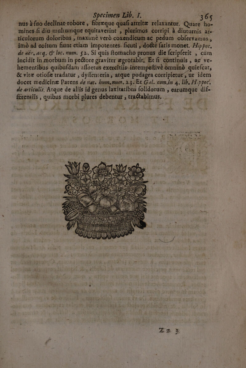 nus ifüo declinat-robore , fibreque quafiattritz relaxantur. Quare ho-- mines-(i diu-multamque equitaverint , plurimos corripi à diuturnis ar- ticulorum doloribus , maximé veró coxendicum ac pedum obíervamus , imó ad coitum fiunt etiam impotentes. ficuti , do&amp;te fatis monet. Hippor, de 4er, acq. G loc. num. $2. Si quis ftomacho pronus die fcripferit , cüm incidit in morbum in pe&amp;ore graviter egrotabir; Et fi continuis , ac' ve- hementibus quibufdam :ffoetus exercitiis: intempeftivé omninà quiefcar, &amp; vitz otiofz tradatur , dyílenteria ; atque podagra corripietur; ur idem docet medicinz Parens de jar. bum, tum, 2.5. Et Gal. com.in 4, lib, Hippoc. de articulis, Acque de aliis id genus laxitatibns folidorum , earumque dif- ferentis , quibus morbi plures debentur ; cractabimus. .. Ah sm