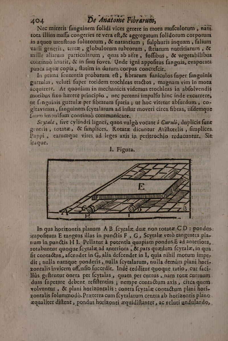 Du -— 402-05 5 «0 4g 05 707 M4. Nec mireris fanguinem folidi vices gerere in motu mufculotum ; nani. tota illius mafa congeries re vera eft,&amp; aggregatum folidorum corporum in aqueo menftruo folutorum , &amp; natantium ; fulphuris inquam , falium varii generis, terrz , globulorum rubrorum , ftriarum nutritiarum , &amp; inille aliarum particalarum , quas ab aere , foffibus ,. &amp; vegetabilibus. coatinuó haurit, &amp; in finu fovec. Unde igni appofitus fanguis, evaporata pauca aquz copia , ftatim in dutum corpus concrefcir. : In prima fenzentia probatum eft, fibrarum faniculos fuper fanguinis gurtulas, veluti fuper totidem trochleas tratos , magnam vim in mota àcquirere, At quoniam in mechanicis videmus trochleas ia abfolvendi iotibus fixo hzrere principio , nec perenni impulfu hinc inde excurrere; ut finguiais guttulz per fibrarum fpatia ; ut hoc vitetur abfurdum., co- gitavimus , fanguinem fcytalarum ad inftar moveri circa fibras, iidemque fuum imoulfum continuó communicare. Scytala , five cylindri lignei, quos vulgà vocant 2 Curalz; duplicis func generis , rotate, &amp; fimplices. Rotate dicuntur Aiiftorelis , fimplices. Pappi, earumqae vires ad. leges axis in. peritrochio. reducuntur... Sit: iraque. | * | afta. | l u— | f 1 mmm ttum im ZEE S4) REM emn. » In qua horizontis planum A B fcyralz, duz non rotatz.C D : pondus. impofitum E tangens illas in punctis F , G ; Scytalz veró tangentcs pla- num in pun&amp;is H I. Pellatur à potentia quapiam pondus.E ad anteriora, rotabuntur quoque fcytalz ad antetiora , &amp; pars quzdam fcytalz, in qua. fit conta&amp;tus., afcendet in G, alia dcfcendet in I, quia nihil motum impe- dit ; nulla namque ponderis ,. nulla fcytalarum, nulla demüm plani hori-. zonalis invicem offinfio füccedit, Inde redditur quoque ratio , cur faci-- liüs. gcftentur ónera per fcyralas, quam, per currus , nam rot curruum .duas fuperare debent, refiftentias ; nempe conta&amp;tum axis , circa quem. volvuntur , &amp; plani horizonralis : contra fcytalg contactum plani hori- zontalis folummodó. Praterea cum fcyralatum centra ab horizentis plano «qualiter diftent ; pondus horizonti equidiftanter , ac veluti undulando,