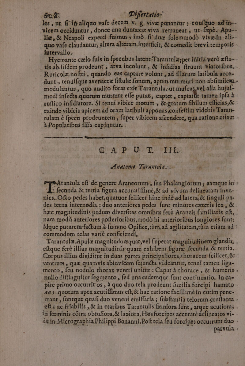 60$ ifertatio- | les , ut. fi ià aliquo vafe decem v. g.vivz ponantur ? -eoufque: ad me- vicem occiduntur , doncc una duntaxat viva remaneat , ut- fepe. Apu-- liz, &amp; Neapoli experti fuimus ; imo. fi' dug folemmodó vivzin ali-- quo vafe claudantur, altera alteram.inrerficit, &amp; comedit brevi temporis - intervallo. | -. Hyemante ccelo fuis in fpecubus latent Tarantalz;per iüitiá vero efta- - . tisab iifdem prodeunt ; arva incolunt , &amp; infidias ftrüunt viatoribus. . Ruricolzno(tti, quando eas captare volünt , ad illátum latibüla acce- dunt., tenuifque avenacez fiftulz fonum, apum murmuri non abfimilem.. modulantur., quo. audito foras exit Tarantula;:ut mufcas,vel alia hujuf- modi infecta quorum murmur e(Te putat, captet , hh, tamen ipfa à - ruftico infidiatore. Si tenui vibice motum , &amp;:gratum fibilum efficias,&amp; : exinde vibicis apicem ad oram latibuli apponas;confe(tim videbis Taran- tulam é fpecu prodeuntem , fuper vibicem afcendere, qua ratione etiam à Popularibus illis.capiuntur, . | Q'AP UT: FII 4d natome Tarantula.- . r *-Àrantula eft de genere Araneorunx, feu Phalangiorum ; eamque ii : T &amp; tertia figura accurati(fimé,&amp; ad vivum delineatam inve- - nies,.Octo pedes habet, quatuor fcilicet hinc indà ad latera; &amp; finguli pa- des terna internedia : duo anteriores pedes funt minores cxteris fex , &amp; : hzc magnitudinis pedum diverfitas omnibus feré Arancis familiaris ef, . nam modó anteriores pofterioribus,modó hi anterioribus longiores funt: idque putarezm-fa&amp;tum.à fummo Opifice,tüm.ad agilitatein,tüin eriam ad : commodum telas varié conficiendi,. fri Tarantolz.Apulz magnitudozquat,vel fuperat magnitudinem glandis, . eftque fere illius magnitudinisquam exhibent figurz fecunda &amp; tertia. Corpus.illius dividitur in duas partes principaliores,thoracem fcilicet,&amp; - ventrem , qu£ quamvis abinvicem fejuncta videantur, tenui tamen liga- mento , fcu nodulo thorax ventri unitàr : Caput à thorace , &amp; humeris nullo diftinguiiur fegmento , fed una eademque funt continuatio. In ca- pite primo occurrit os , à quo duo tela prodeunt fimilia forcipi hamato - 443 quorum apex acutifTimus eft,&amp; hac ratione facillimàin cutim pene- trant , funtque quafi duo veneni emilffaria ; fubftantia telorum cruftacea eft ; ac friabilis , &amp; in maribus Tarantulis firmiora funt , atque acutiora; . i foeminis cótra obtufiora,&amp; laxiora, Hes forcipes accurate defincatos vi- i&amp;in Micrographia Philippi Bonanni.Poft tela feu forcipes occurrunt duo | parvula .