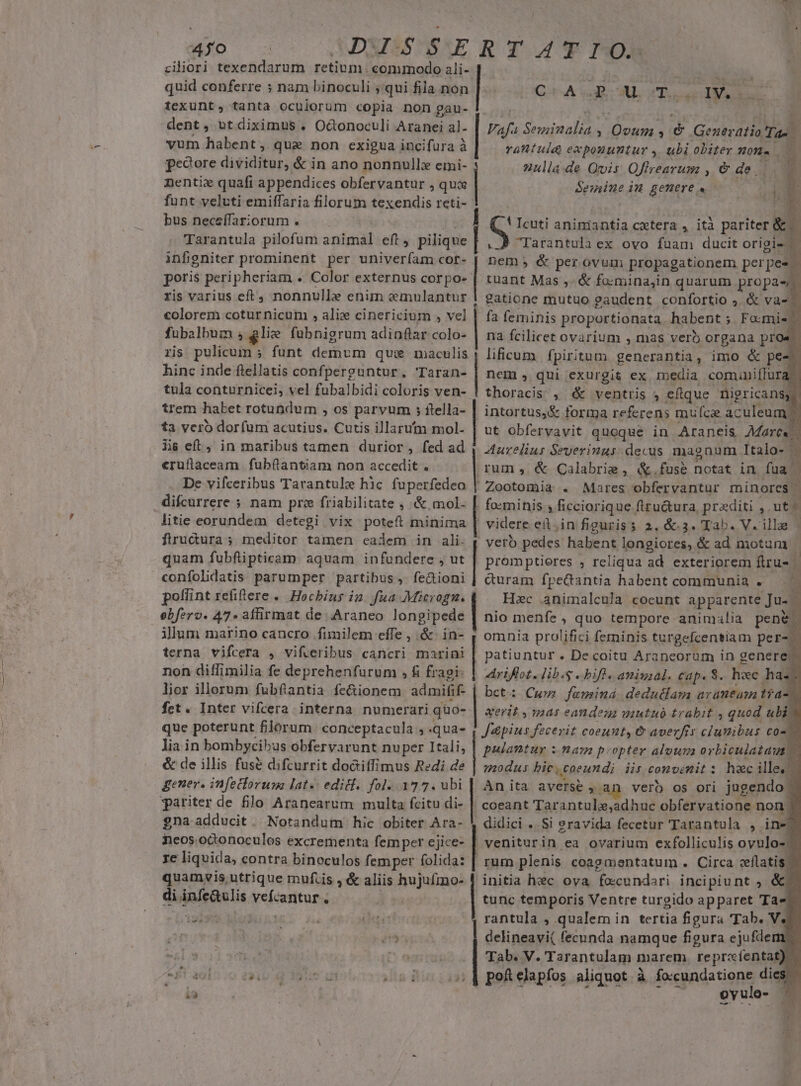 ciliori texendarum retium. commodo ali- quid conferre ; nam binoculi ; qui fila non texunt, tanta oculorum copia non gau- dent, ut diximus . Octonoculi Aranei al- vum habent ,. qua non exigua incifura à pedore dividitur, &amp; in ano nonnulli emi- nentiz quafi appendices obfervantur , quae funt veluti emiffaria filorum texendis reti- bus neceffariorum . m Tarantula pilofum animal eft, pilique infigniter prominent per univeríam cor- poris peripheriam .. Color externus corpo- ris varius eft , nonnulle enim cemulantur colorem cotur nicum , alic cinericium , vel fuübalbum ; glie fubnigrum adinflar colo- ris pulicum » funt demvm qu: maculis hinc inde ftellatis confperguntur, Taran- tula conturnicei, vel fubalbidi coloris ven- trem habet rotundum , os parvum ; ftella- ta vero dorfum acutius. Cutis illarutm mol- Ais eft, in maribus tamen durior, fed ad «ruflaceam fubflantiam non accedit . De vifceribus Tarantule hic fuperfedeo difcurrere ; nam pra friabilitate , &amp; mol. litie eorundem detegi vix poteft minima firu&amp;ura ; meditor tamen eadem in ali. quam fubfipticam aquam infundere , ut confolidatis parumper partibus ,. fe&amp;tioni poflint refiftere « Hocbins in fua Microgn. obf:ro. 47» affirmat de | Araneo longipede ilum marino cancro fimilem effe , &amp;. in- terna vifcera , vifveribus cancri marini non diffimilia fe deprehenfurum , fi fragi- lior illorum fubftantia fe&amp;ionem admifif- fct. Inter vifcera interna numerari quo- que poterunt florum. conceptacula , .qua- lia in bombycibus obfervarunt nuper Itali, &amp; de illis fuse difcurrit doctiífimus Redi de gener. infecforumna lat» editf. fol. 177. ubi pariter de filo Aranearum multa fcitu di- gna adducit. Notandum hic obiter Ara- neos.oconoculos excrementa femper ejice- rc liquida, contra binoculos femper folida: quamvis utrique mufcis , &amp; aliis hujufmno- di Saieielis vefcatitums M m | | | | | | | | | | LEE Vafs tA, * oai ; é Generatio Tas rattuld exponuntur, ubi obiter HON. ulla. de Quis Qftrrearum , e de. | Seminein genere. , CA P T MS ! cuti animantia cxtera , ità pariter &amp; ..J Tarantula ex ovo fuam ducit origi- | nem; &amp; per ovum propagationem perpees tuant Mas ,- &amp; fomina,in quarum propas gatione mutuo ?audent confortio ; &amp; va-- fa feminis proportionata. habent ; Fo:mi- Y na fcilicet ovarium , mas vero organa pro 7] lificum fpiritum. generantia, imo &amp; pe- nem , qui exurgit ex iedia comuniífura. thoracis , (&amp;&amp; ventris ; eftque nigricans, intortus,&amp; forma referens muíce aculeum. j ut obfervavit queque in Araneis 7Marce. Aurelius Severinus. decus magnum Italo- rum, &amp; Calabrie, &amp;.fuse notat in fua | Zootomia . Mares obfervantur rninores | ] foemihis 4 ficciorique. firu&amp;ura, praediti ,. ut * videre eit,in figuris 2. 63. Tab. V. illae | vero pedes habent longiores, &amp; ad motum promptieres , reliqua ad exteriorem ftru- &amp;uram fpedantia habent communia « Hxc animalcula coeunt apparente Ju- à nio menfe, quo tempore animalia pene omnia prolifici feminis turgefcentiam per- patiuntur . De coitu Arancorum in genere; Ariflot. lib.g -. bif. aniuial. cap. $. hoc ha. bct: Cww faminá deduélam arantum tta- aerit , mas eandez mutub trabit , quod. ubi. J&amp;pius fecerit coeunt, &amp; averfis Mes C0-. puelantur ; nam p: opter aloun orbiculataut | modus bic. coeundi iis convenit: hwcille(. Anita averse , an verb os ori jugendo | coeant Tarantule,adhuc obfervatione. non didici .. Si eravida fecetur Tarantula , ine tunc temporis Ventre turgido apparet Tae rantula , qualem in tertia figura 'Tab. Ve delineavi( fecunda namque figura ejufdem Tab. V. Tarantulam marem. repre /fentat) pofelapfos aliquot à fo-cundatione dies. * ov ule- *