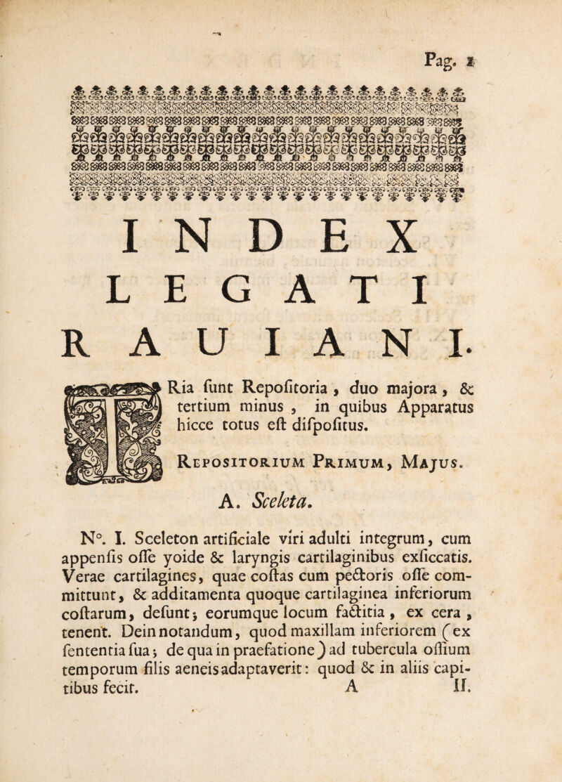 Pag. * ^ ^ ^ ^ cfe ^ ^ ^ ^ ^ ^ ^ ^ ^ A ^ ^ ^ ^ ^ ^ ^ ^ ^ ^ MS:*! f5^ C,^:,y tjwa r^*i C^ c5& «5^5 ?3& «Sj «3*5 «Ss «5!& V*5 «3*5 <^5 «5*5 0*5 «S®7 « geS^a83S3e3S88S»3.S*38*3^^:<^^8^.8^^8*8S*383e3aeSS*3®85' INDEX LEGATI R A U I A N I. Ria funt Rcpofitoria , duo majora, & tertium minus , in quibus Apparatus hicce totus eft difpofitus. Repositorium Primum, Majus. A. Scekta. N. 1. Sceleton artificiale viri adulti integrum, cum appenfis ofle yoide & laryngis cartilaginibus exliccatis. Verae cartilagines, quae coftas cum peftoris ofle com¬ mittunt, & additamenta quoque cartilaginea inferiorum coftarum, defunt j eorumque locum faftitia , ex cera , tenent. Deinnotandum, quod maxillam inferiorem (ex fententia fua ^ de qua in praefatione } ad tubercula offium temporum filis aeneis adaptaverit: quod & in aliis 'capi¬ tibus fecit. A If 4