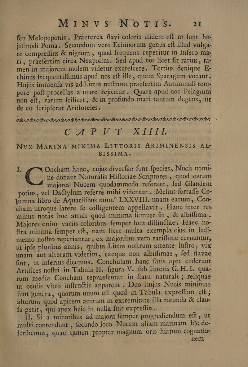 MiINVSONOoTYS. feu Melopeponis. Praeterea flavi coloris itidem eft. ut funt. hue jüfmodi Poma. Secundum vero Echinorum genus eft illud vulga- re compreffius &amp; nigrum , quod frequens reperitur in Infero ma- ri, praefertim circa Neapolim. Sed apud nos licet fit rarius, ta- men in majorem molem videtur excreícere. lertius denique E- chinus frequentiffimus apud nos eft ille, quem Spatagum vocant. Hujus immenfa vis ad Littus noftrum praefertim Autumnali tem pore poft procellas a mare rejicitur. Quare apud nos Pelagium non eft, rarum fcilicet, &amp; in profundo mari tantum degens, ut de eo ícripferat Ariítoteles. C ppc wpgoaox nir Nvx MARINA MINIMA LITTORIS ÁRIMINENSIS AL» BISSIMA. | ne donant Naturalis Hiftoriae Scriptores ,, quod earum majores Nucem quodammodo referant, fed Glandem potius, vcl Da&amp;tylum referre mihi videntur . Melius fortaffe Co-- ]umna libro de Aquatilibus num.? LXXVIIIL. unam earum ,. Con- cham utroque latere fe colligentem: appellavit. Hanc inter res minus notas huc attuli quod. minima femper fit , &amp; albiffuma . Majores enim variis coloribus femper funt diftinctae. Haec no- ftra minima femper eft, nam licet multa exempla cjus in fedi- mento noflro reperiantur , ex majoribus vero rariflime cernuntur, ut ipfe pluribus annis, quibus Littus noftrum attente luftro, vix unam aut alteram viderim, eaeque non albiffimae , fed flavae. fint, ut inferius dicemus. Conchulam hanc fatis apte cuderunt ut oculis vitro inftru&amp;is apparent. Duo hujus Nucis minimae funt genera, quorum unum eft quod in Tabula expreffum. eft ; alterum quod apicem acutum in extremitate illa rotunda &amp; clau- fa gerit, qui apex heic in nulla fuit expreffus.. dat Il. Si a minoribus ad majora femper progrediendum eft, ut multi contendunt , fecundo loco INucem aliam marinam hic de- Ícribemus, quae tamen. propter magnum oris hiatum cognatios nem I, - Oncham hanc, cujus diverfae funt fpecies, Nucis nomi-