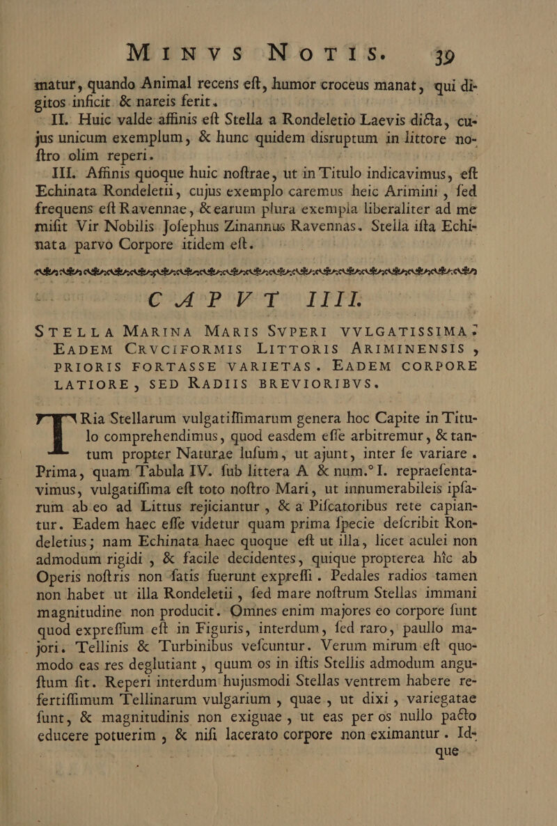 matur, quando Animal recens eft, humor croceus manat, qui di- sitos inficit. &amp; nareis ferit. itt | | HAGA - II. Huic valde affinis eft Stella a Rondeletio Laevis dicta, cu- jus unicum exemplum , &amp; hunc quidem disruptum in littore no- ftro olim reperi. | | III. Affnis quoque huic noftrae, ut in Titulo indicavimus, eft Echinata Rondeletii, cujus exemplo caremus heic Arimini , fed frequens eft Ravennae, &amp;earum plura exempla liberaliter ad me mifit Vir INobilis Jofephus Zinannus Ravennas. Stella ifta Echi- nata parvo Corpore itidem ell. ig pepopeea T pP STELLA MARINA MARIS SVPERI VVLGATISSIMA » EADEM CRvcirFORMIS LITTORIS ÁARIMINENSIS , PRIORIS FORTASSE VARIETAS. EADEM CORPORE LATIORE, SED RADIIS BREVIORIBVS. lo comprehendimus , quod easdem efle arbitremur , &amp; tan- tum propter Naturae lufum, ut ajunt, inter fe variare . Prima, quam Tabula IV. fub littera A &amp; num.?I. repraefenta- vimus, vulgatiffima eft toto noftro Mari, ut innumerabileis ipfa- rum abeo ad Littus rejiciantur , &amp; a Pifcatoribus rete capian- tur. Eadem haec effe videtur quam prima fpecie defcribit Ron- deletius; nam Echinata haec quoque eft ut illa, licet aculei non admodum rigidi , &amp; facile decidentes, quique propterea hic ab Operis noftris non fatis fuerunt expreffi. Pedales radios tamen non habet ut illa Rondeletii, fed mare noftrum Stellas immani magnitudine. non producit. Omnes enim majores €o corpore funt quod expreffum eft in Figuris, interdum, fed raro, paullo ma- . joi. Tellinis &amp; Turbinibus vefcuntur. Verum mirum eft. quo- modo eas res deglutiant , quum os in iftis Stellis admodum angu- ftum fit. Reperi interdum hujusmodi Stellas ventrem habere re- fertiffimum 'Tellinarum vulgarium , quae , ut dixi, variegatae funt, &amp; magnitudinis non exiguae , ut eas per os nullo pa&amp;to educere potuerim , &amp; nifi lacerato corpore non eximantur . Id- | | t c 480A que dx Stellarum vulgatiffimarum genera hoc Capite in T'itu-