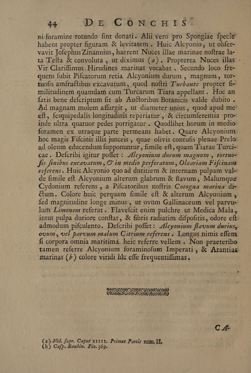 34 — dn C€6mNxenutsd habent propter figuram. &amp; levitatem , Huic Alcyonio, ut obfer- vavit Jofephus Zinannius, haerent Nuces illae marinae noftrae la- Vir Clariffimus. Hirudines marinas vocabat . Secundo loco fre- quens fubit Pifcatorum retia. Alcyonium durum , magnum, tor- tuofis amfra&amp;tibus excavatum ,. quod noftri T'urbznre propter fi- militudinem quamdam cum Turcarum Tiara appellant. Hoc an fatis bene defcriptum fit ab Auctoribus Botanicis valde dubito . Ad magnam molem affurgit , ut diameter unius , quod apud me: eft, fesquipedalis. longitudinis reperiatur ,: ' &amp; circumferentia pro- inde ultra quatuor pedes porrigatur . Quodlibet horum in medio hoc magis Fifcinis illis junceis , quae olivis contufis plenae Prelo. cae. Defcribi igitur poffet : Icyonzum durum magnum , tortuo- fs finibus excavatum , O' im medio perforatum , Oleariam Fifcinam de fimile eft Alcyonium alterum glabrum &amp; flavum, Malumque Cydonium referens , a. Pifcatoribus noftris Gesuplü marina di &amp;um. Colore huic perquam fimile eft &amp; alterum. Alcyonium , lur Limonem referat. Flavefáit enim pulchre ut Medica Mala, admodum pifculento. Defcribi poffet: Z/eyomium flavum durius, ovum y vel parvum malum Cirrium referens . Longus nimis effem fi corpora omnia maritima. heic referre vellem . Non praeteribo marinas (^) colore viridi hic effe frequentiffimas. Ct (25 Vid. fupr. Caput xirrr. Primae Pontis num, II, (b) Cafp. Baubin. Pin.369.