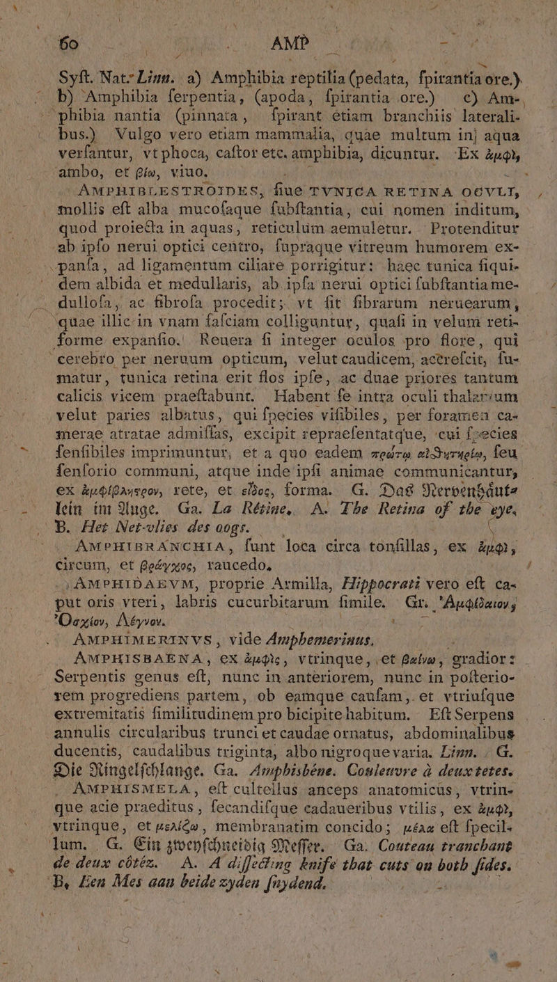 ^. - s í | x ^4 Syft. Nat: Liu. a) Amphibia j egli (padotà; fpirantía: ore.). b) Amphibia ferpentia, (apoda, fpirantia ore.) ^ c) Ame, phibia nantia (pinnata , fpirant etiam branchiis laterali- bus.) Vulgo vero etiam mammalia, quae multum inj aqua verfantur, vt phoca, caftor etc. ampbibia, dicuntur. -Ex àpQ ambo, et (íw, viuo. Lats AMPHIBLESTROIDES, fiue TVNICA RETINA O€VLI, quod proie&amp;da in aquas, reticulim aemuletur. Protenditur ab ipfo nerui optici centro, fupraque vitreum humorem ex- .-panfa, ad ligamentum ciliare porrigitur: haec tunica fiqui- dem albida et medullaris, ab. ipfa nerui optici fubftantia me- dullofa, ac fibrofa procedit; vt fit fibrarum neruearum, matur, tunica retina erit flos ipfe, ac duae priores tantum calicis vicem praeftabunt. Habent fe intra oculi thalzr:um velut paries albatus, qui fpecies vifibiles, per foramea ca- merae atratae admiffas, excipit repraefentatque, 'cui f;ecies fenfibiles imprimuntur, et a quo eadem eara edSrurtgler, feu fenforio communi, atque inde ipfi animae. communicantur, ex &amp;píQA4soovy, rete, et eidec, forma. G. yag Sterbenbáuta ein tm 9luge. Ga. La Rétime,. A. Tbe Retina of ih OB. Het Net-vlies des oogs. — AMPHIBRANCHIA, funt loca circa tónfillas ex hup, Circum, et Qedyxoc; yaueddoi -)AMPHIDAEVM, proprie Armilla, Fippocrazz vero eft ca- put oris vteri, labris cucurbitarum fimile. Gr. 'ApQQaiv, Da xor, AXéyvov. - th AMPHIMERINVS , vide Ampbemeri inus. AMPHISBAENA, ex &amp;pQis , vtrinque, et Balva , gradior: : Serpentis genus eft, nunc in anteriorem, nunc in pofterio- rem progrediens partem, ob eamque caufam ,.et vtriufque extremitatis fimilitudinem pro bicipite habitum. Eft Serpens annulis circularibus truncietcaudae ornatus, abdominalibus ducentis, caudalibus triginta, albo nigroquevaria. Limp. . G. Sie SRingelfcblange. Ga. Ampbisbéne. Coulewvre à deux tetes. . AMPHISMELA, eft culteilus anceps anatomicus, vtrin- que acie praeditus. ; fecandifque eadaueribus vtilis, iw ku, vtrinque, et usées, membranatim concido ; MéAR eft fpecil. lum. | G. Cin itoenftbneibia SWeffer../| Ga. Couteau trancbant de deux cótéz. — A. A diffecling knife tbat cuts ou ied fie ides.