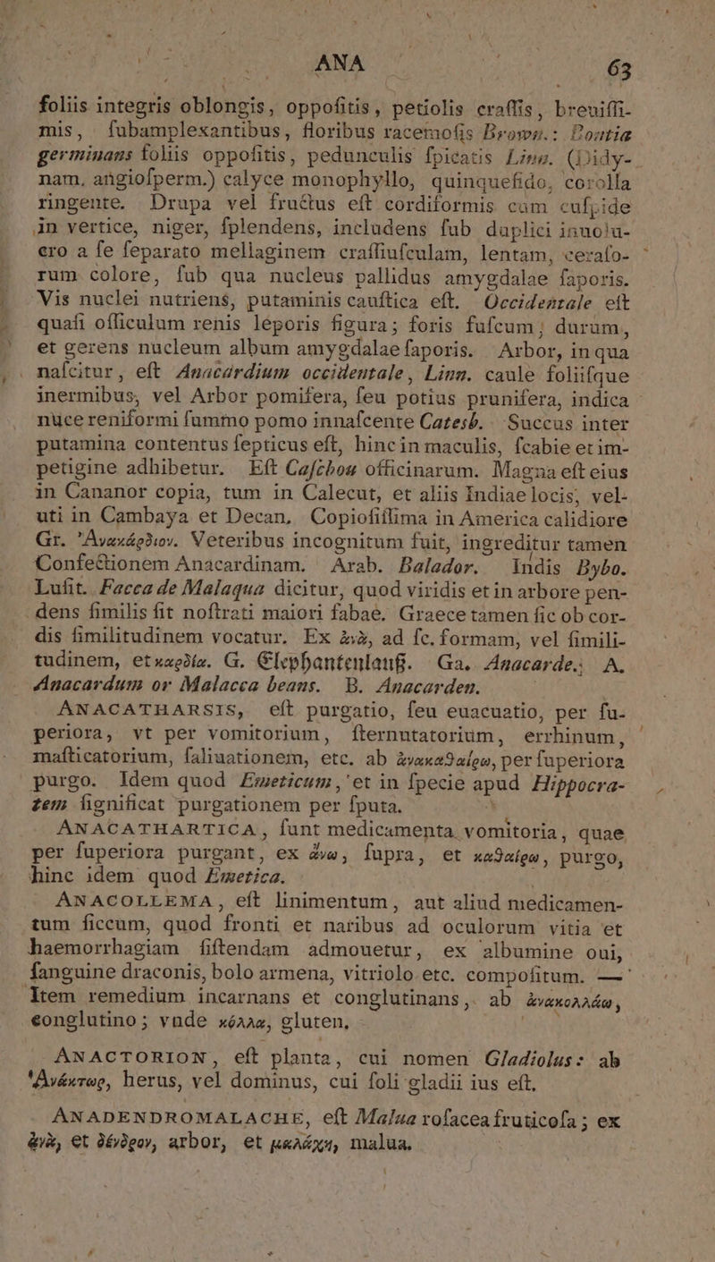 PA MM IT x dcc lg foliis integris oblongis, oppofitis, petiolis craffis, breuiffi- mis, fubamplexantibus, floribus racemofis Bromws.: Poatia germinans folis oppofitis, pedunculis fpicatis Liez. (Didy-. nam, angiofperm.) calyce monophyllo, quinquefido, corolla rngente. Drupa vel fru&amp;us eft cordiformis cam cufpide An vertice, niger, fplendens, includens fub daplici inuo!a- ero a fe feparato mellaginem craffiufculam, lentam, cerafo- rum colore, fub qua nucleus pallidus amygdalae faporis. Vis nuclei nutrien$, putaminis cauftica eft. Occidezrale eit quafi officulum renis léporis figura; foris fufcum; durum, et gerens nucleum album amygdalaefaporis. Arbor, inqua nafcitur, eft Amacardium. occidentale, Linn. caule foliifque inermibus, vel Arbor pomifera, feu potius prunifera, indica nuce reniformi fummo pomo innafcente Catesb. «Succus inter putamina contentus fepticus eft, hincin maculis, fcabie et im- petigine adhibetur. Eft Cafcbos officinarum. Magza efteius in Cananor copia, tum in Calecut, et aliis Indiaelocis, vel- uti in Cambaya et Decan, Copiofiffima in America calidiore Gr. Avaxághiov. Veteribus incognitum fuit, ingreditur tamen Confe&amp;ionem Anacardinam. Arab. Balaedor. Indis bybo. Lufit.. Fecca de Malaqua dicitur, quod viridis etin arbore pen- . dens fimilis fit noftrati maiori fabae, Graece tamen fic ob cor- dis fimilitudinem vocatur, Ex A, ad fc. formam, vel fimili- tudinem, etxageiís. G. Glephantenlauf. | Ga. Agacarde. A. Anacardum or Malacca beans. B. Anacarden. | ANACATHARSIS, eít purgatio, feu euacuatio, per fu. periora, vt per vomitorium, fternntatorium, errhinum, mafticatorium, faliuationem, etc. ab àvw«xa3algo, per faperiora purgo. Idem quod Emeticum,' et in fpecie apud Hippocra- zem Áignificat purgationem per fputa. | ANACATHARTICA, funt medicamenta. vomitoria , quae per fuperiora purgant, ex 4e, fupra, et xa9aíga, purgo, hinc idem quod Zmericz. ANACOLLEMA, eft linimentum, aut aliud medicamen- tum ficcum, quod fronti et naribus ad oculorum vitia et haemorrhagiam fiftendam admouetur, ex albumine oui, fanguine draconis, bolo armena, vitriolo.etc. compofitum. —' ltem remedium incarnans et conglutinans, ab Avxca2ám, eonglutino; vnde xóaaz, gluten, HEX ANACTORION, eft planta, cui nomen Gladiolus: ab Avéxroo, herus, vel dominus, cui foli gladii ius eft, ÁANADENDROMALACHE, eft Malua rofaceafruticofa ; ex &amp;ik, €t 3éj)gov, arbor, et u«acys, malua.