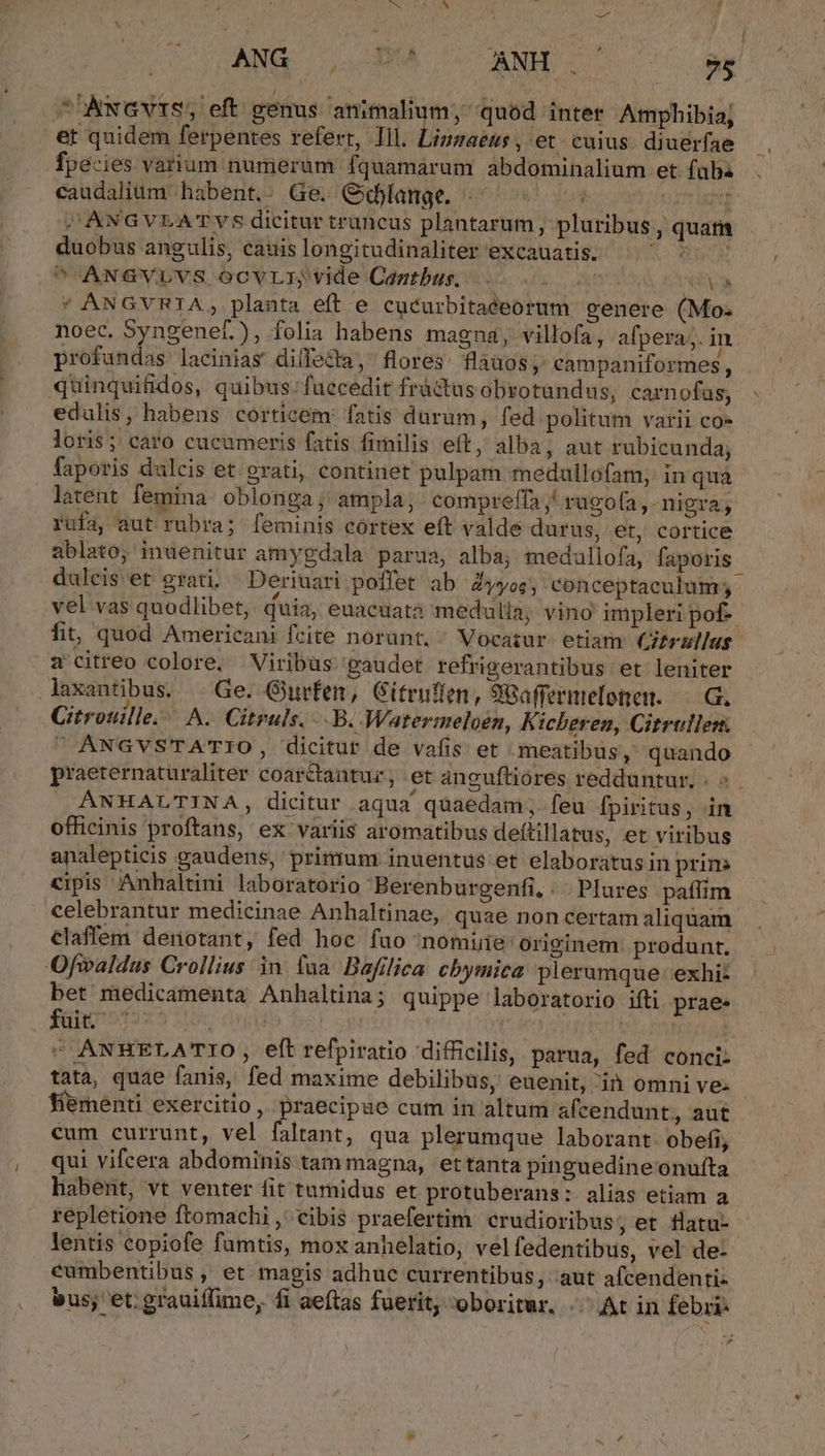 UG LA CCORNH SU 7$ ^'Awavis, eft genus animalium, quod inter Amphibia, et quidem ferpentes refert, Ill. Lizzaenus, et. cuius. diuerfae fpecies varium numierum fquamarum abdominalium et. faübs caudalium habent.. Ge. Cxdlange. . MET (HOT ai sANGVLATVYS dicitur truncus plantarum, pluribus , quati duobus angulis, cauislongitudinaliter excauatis. ^ ^ ^ , ANaVLVS OCVLI; vide Caztbus,. 2. o0 oo 39V * ANGVRIA, planta eft e cucurbitaéeorum genere (Mo: noec. Syngenef.), folia habens magna, villofa, afpera. in profundas lacinias diffe&amp;ta, flores. Hláuos; campaniformes , edulis, habens corticem fatis durum, fed politum varii co» loris; caro cucumeris fatis fimilis eft, alba, aut rubicunda; faporis dulcis et grati, continet pulpam medullofam, in qua latent femina. oblonga, ampla; compreffa ; rugo[a,-nigra, rufa, aut rubra; feminis cortex eft valde durus, .et, cortice ablato, inuenitur amygdala parua, alba; medullofa, faporis dulcis et grati; Deriuari poffet ab Zyyos; conceptaculum,. vel vas quodlibet, quia, euacuata medulla; vino impleri pof-- fit, quod Americani feite norunt, ^ Vocazur etiam CZzrullus wcitreo colore, Viribus gaudet refrigerantibus et leniter laxantibus. — Ge. Guvfen, Gitrnfen, 98affermefonen. —.G. Citronille..— A. Citruls, ..B. Watermeloen, Kicheren, Citrellen  ANGVSTATIO, dicitur de vafis et meatibus, quando praeternaturaliter coarctantuz, et anguftiores redduntur. | ^. | ANHALTINA, dicitur aqua quaedam, feu fpiritus, in officinis proftans, ex variis aromatibus deftillatus, et viribus apalepticis gaudens, primum inuentus et elaboratus in prim cipis Anhaltini laboratorio Berenburgenfi, | Plures paffim celebrantur medicinae Anhaltinae, quae non certam aliquam claffem denotant, fed hoc fao nomiie originem produnt. Ofialdus Crollius in. fua. Bafilica cbymica plerumque: exhi: bet medicamenta Anhaltina; quippe laboratorio ifti prae« fai oto: | | | ^ ANKELATIO , eft refpiratio difficilis, parua, fed conci: fiementi exercitio ,. praecipue cum in altum afcendunt, aut €um currunt, vel faltant, qua plerumque laborant. obefi, qui vifcera abdominis tam magna, ettanta pinguedine onufta habent, vt venter fit tumidus et protuberans:- alias etiam a repletione ftomachi , cibis praefertim crudioribus; et tlatu- lentis copiofe famtis, mox anhelatio, velfedentibus, vel de- cumbentibus , et magis adhuc currentibus, aut afcendenti- us; et; grauiffime, fi aeftas fuerit; oboritur. At in febri: ^