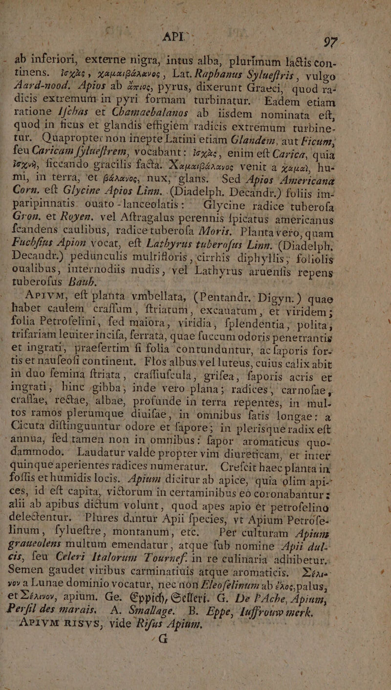 | Li - ab inferiori, externe nigra, intus alba, plurimum là&amp;is con- L Aard-nood.' Apios ab Zzic, pyrus, dixerunt Graeci, quod ra: dicis extremum. in pyri formam turbinatur. Eadem etiam ratione /fcbas et Cbamaebalanos ab isdem nominata eít, quod in ficus et glandis effigiem radicis extremum turbine- tur. Quapropter non inepte Latini etiam Glandem, aut Ficum, feu Caricam [ylueflrem, vocabant: iexxe, enim eft Carica, quia. icxà, liccando gracilis facta. Xspuig£axyoe venit à Xauc hu- | Corn. ett Glycine Apios Linn. (Diadelph. Decandr.) foliis im- paripinnatis. ouato-lanceolatis: ^ Glycine radice tuberofa Gron. et Royen. vel Aftzagalus perennis lpicatus americanus fcandens caulibus, radicetuberofa Moris. Planta vero, quam Fuchfins Apion vocat, eft Lazbyrus tuberofus Linn. (Diadelph. Decandr) pedunculis multifloris, cirrhis diphyllis; foliolis . eualibus, internodiis nudis, vel Lathyrus arüenlis repens tuberofus Baub. (P | | UM APivM, eft planta vmbellata, ( Pentandr.:Digyn:) quae .habet caulem craffum, ftriatüm, excauatum, et viridem ; folia Petrofelini, fed maiora, viridia, fplendentia, polita; trifariam leuiter incifa, ferrata, quae fuccum odoris penetrantig et ingrati, praefertim fi folia contunduntur, 'ac faporis for- tis et naufeofi continent, Flos albus vel luteus, cuius calix abit in duo femina ftriata, craffiufcula, grifea, faporis acris et ingrati; hinc ;gibba; inde vero plana; radices ; carnofae, craffae, rectae, albae, profunde in terra repentes, in mul. tos ramos plerumque diuifae, in omnibus fatis longae: a Cicuta diftinguuntur odore et fapore; in plerisque radix eft -ánnua, féd ramen non in omnibus: fapor' aromaticus quo- dammodo.' Laudatur valde propter vim diureticam, et inter quinqueaperientes radices numeratur. Crefcit haec planta in. ces, id eft capita, victorum in certaminibus eó coronabantur: alii ab apibus dictum volunt, quod apes apio et petrofelino delectentur. ^ Plures dantur Apii fpecies, vt Apiurn Petrofe- linum, fylueftre, montanum, etc. — Per culturam /pznzs graueolens multum emendatur ; atque fab nomine Apii dul- cis, leu. Celeri Italorum Touruef. in re culinaria adhibetur, Semen gaudet viribus carminatiuis atque aromaticis, —E£ae- yov a Lunae dominio vocatur, nec nón Fleofelimum ab xoc palus, et Z£awow, apium. Ge. Cppicb, Gelleri. G. De PAche, Apitum, Perfil des marais, A. Smallage. B. Eppe, Iuffrotv merk. |, APIVM RISVS, vide Rifus Apitm. AHORA | ^G