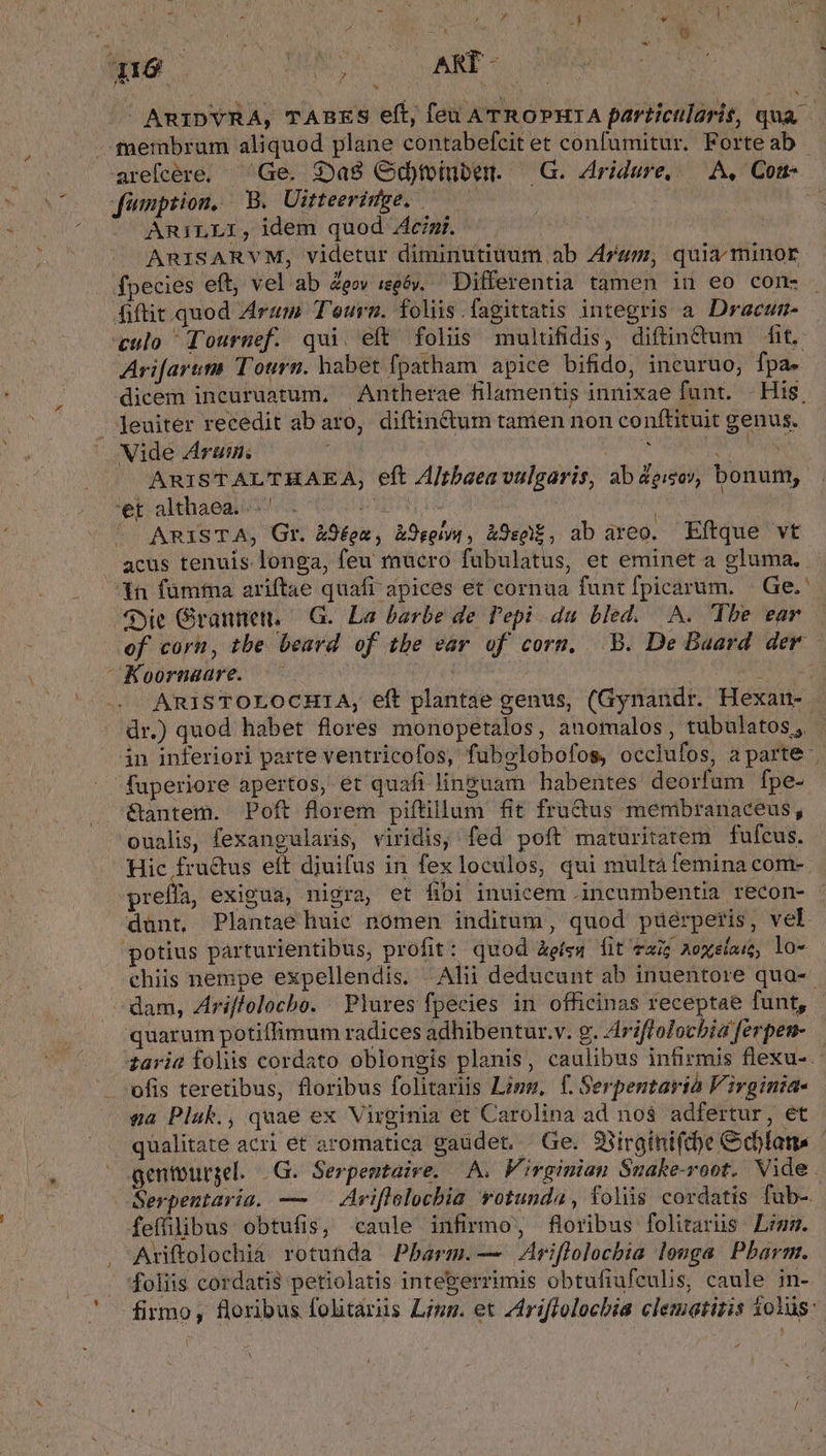 AniDYRA, TABES eft, fen ATROPHIA particularit, qua. membrum aliquod plane contabefcit et confumitur. Forteab | areícére, Ge. $:Daé Odtiuben. — G. Aridure,..— A, Com- fimption, B. Uitteeridge. | | ARILLI, idem quod ci. ARISARVM, videtur diminutiuum ab Arum, quia minor fpecies eft, vel ab &amp;eov regóy. Differentia tamen in eo cone fiftit.quod Arum Tours. foliis.fagittatis integris a. Dracun- culo qournef. qui. eft folis mulüfidis, diftintum fit. Arifarum Tourn. habet fpatham. apice bifido, incuruo, fpa» dicem incuruatum, Antherae filamentis innixae funt. His, . leuiter recedit ab aro, diftin&amp;um tamen non conftituit genus. Vide Arum. j| aida MM al ARISTALTHAEA, eft A/baea vulgaris, ab doiov, bonum, 'et althaea.. P ps b US í ^ ARISTA, Gr. à9éoa, àDgoiyu, à9eo, ab áreo. Eftque vt acus tenuis longa, feu muero fübulatus, et eminet a gluma. Xn fümfna ariftae quafi apices et cornua funt fpicarum. | Ge. ye Grannet — G. La barbe de l'epi du bled. A. Tbe ear ef corn, tbe beard of tbe ear of corn. B. De Buard der Koornaare. | | : ARISTOLOCHIA, eft plantae genus, (Gynandr. Hexan- dr.) quod habet flores monopetalos, anomalos , tubulatos; in inferiori parte ventricofos, fubelobofos, occlufos, aparte fuperiore apertos, et quafi linguam habentes deorfum fpe- &amp;antem. Poft florem piftillum fit frudus membranaceus, oualis, fexangularis, viridis, fed poft maturitatem fufcus. Hic fructus eft djuifus in fexloculos, qui multá femina com-. preffa exigua, nigra, et fibi inuicem .incumbentia recon- dunt, Plantae huic nomen inditum , quod puerperis, vel potius parturientibus, profit: quod Zefs, fit za aexelai, lo- chiis nempe expellendis. | Alii deducunt ab inuentore qua- ^ dam, Zriffolocho. Plures fpecies in officinas receptae funt, - quarum potiffimum radices adhibentur.v. g. Ariffolochia ferpen- £aria foliis cordato oblongis planis, caulibus infirmis flexu-. ofis teretibus, floribus folitariis Lies, f. Serpentarià Virginia- ga Pluk., quae ex Virginia et Carolina ad nos adfertur, et qualitate acri et aromatica gaudet, Ge. 33irginifche Cidbfatis gentburgel. .G. Serpentaire, A. Virginian Suake-root, Vide. Serpentaria. — — Ariflelocbia votunda, folis cordatis fuüb-. feffilibus obtufis, caule infirmo, floribus folitarüs Lim. Ariftolochià rotunda Pbarm.— Ariflolocbia longa Pbarm. foliis cordatis petiolatis integerrimis obtufiufeulis, caule in- firmo, floribus folitaris Lus. et Zriffolocbia clematitis 1olüg: