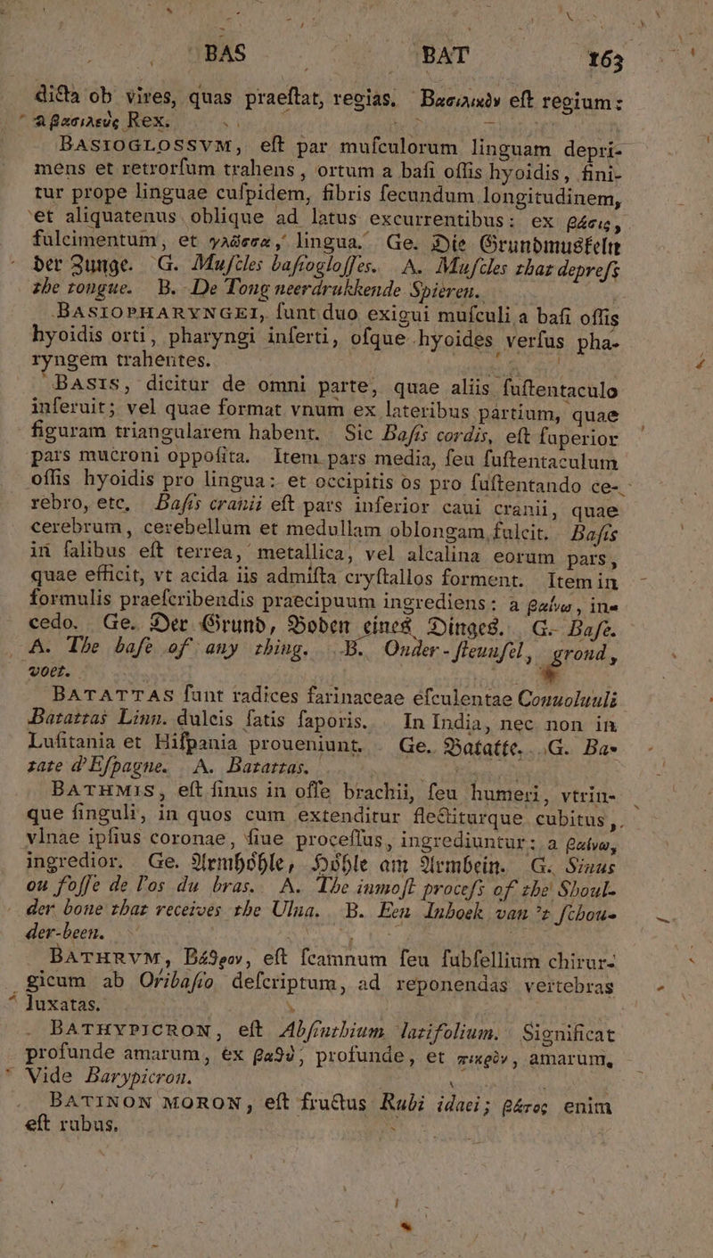 di&amp;a ob vires, quas praefat, regias, Basi» eft regium: . A aciAsee Rex. sí T pen g T dM BasroGLOSSVM, eft par mufculorum linguam depri- mens et retrorfum trahens , ortum a bafi oflis hyoidis, fini- rur prope linguae cufpidem, fibris fecundum longitudinem, 'et aliquatenus oblique ad latus excurrentibus: ex g4eu, fuleimentum, et yadeez, lingua. Ge. 3e Grunbmusfelre ber 3unge.. G. Mujfcles bafrogloffes. A. Maufcles zhaz deprefs zbe rongue. — B. De Tong neerdrakkende Spieren.. y BAsIOPHARYNGETI, funt duo exigui mufculi a bafi offis hyoidis orti, pharyngi inferti, ofque hyoides verfus pha- ryngem trahentes. | BUR d BASIS, dicitur de omni parte, quae aliis fuftentaculo inferuit; vel quae format vnum ex lateribus pártium, quae figuram triangularem habent. Sic Bafís cordis, eft faperior pars mucroni oppofita. Item pars media, feu fuftentaculum offis hyoidis pro lingua: et occipitis os pro fuftentando ce- : rebro, etc, Dafrs cratii eft pars inferior caui cranii, quae cerebrum, cerebellum et medullam oblongam fulcit. Bafis in falibus eft terrea, metallica, vel alcalina eorum pars, quae efficit, vt acida iis admifta cryftallos forment. Itemin formulis praefcribendis praecipuum ingrediens: a gaívws , in« - cedo. Ge. 3Yer Grunb, POE sinc Dinges. || G.- Bafe. (A. The bafe of any rbing. ..B. Onder- fieuufel, grond, Oe. | or BATATTAS funt radices farinaceae éfculentae Couuoluuli Daratras Linn. duleis fatis faporis. | In India, nec non in Lufitania et Hifpania proueniunt. . Ge. S3atatte. ..G.. Ba zate d'Efpagne. |.A. Bazatras. | ue comen BATHMIS, eft finus in offe brachii, feu humeri, vtrin- que finguli, in quos cum extenditur fle&amp;iturque cubitus RA. yInae ipfius coronae, fiue proceflus, ingrediuntur: a gatw, ingredior. Ge. 9frmbeble, S95le am Sirmbein. | G. Siaus ou foffe de l'os du bras... A. The inmo[t procefs of zbe Sboul- der. bone zbat receives tbe Ulna. B. Een Inboek vant fibou- der-been. E ES M. . BATHRVM, Bá3eo, eft fcamnum feu fubfellium chirur- gicum ab Oribafro defcriptum, ad reponendas veitebras luxatas. M | s BATHYPICRON, eft Abfutbium lazifolium. | Significat profunde amarum, éx $492; profunde, et zixgiv, amarum, ' Vide. Barypicron. | BATINON MORON, eít fru&amp;us Rubi idaei; g&amp;ro;. enim eít rubus. : | Ne |