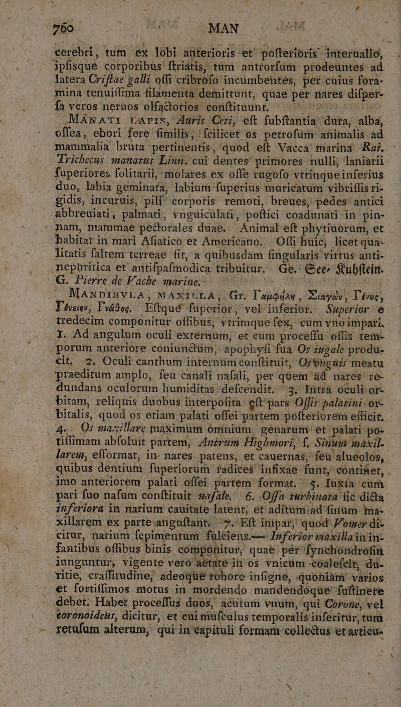 / cerebri, tum ex lobi anterioris et' poftetioris interuallo, ipfisque corporibus ftridtis, tàm antrorfum prodeüntes- ad latera Criflae galli offi cribrofo incumbentes, per.cuius fora- mina tenuiífima filamenta demittunt, quae per nares difper- fa veros neruos olfa&amp;torios conftituunt. ^7 7 7 .MawATI LAPIS, Auris Ceri, eft fubftantia düta, alba, offea, ebori fere fimilis, : fcilicet os petrofüm animalis ad Arichecus manazus Linn. coi dentes primores nulli, laniarii fuperiores folitarii, molares ex offe rugofo vtrinqueinferius duo, labia geminata, labium fuperius maricatum vibriffis ri- gidis, incuruis, pili corporis remoti, breues, pedes antici habitat in mari Afiatico et Americano. 'Offi huic; licet qua- litatis faltem terreae fit, a quibusdam fingularis virtus anti- MawxpiBvLA, MAXIGLA, Gr. VapgQdad , Eunydv , Tére, tredecim componitur offibus; vtrimque fex, 'cüm vnoimpari, I. Ad angulum oculi externum, et cum proceffu offis tem- porum anteriore coniunQttim, apophyfi^fua Or jugale produ- «it. 2, Oculi eanthum internum conftituit, Of'tbonuis meatu praeditum amplo, feu canali nafali, per quem àd nares re- dundans oculorum humiditas defcendit, '3, Yntrá oculi oi- bitam, reliquis duobus interpofita: eft'pars Offi palazini -or- pari fuo nafum conftituit safale, 6. Offa zurbinaza fic dicta znferior&amp; in narium cauitate latent, et aditütmiad finum ma- xillarem ex parte.anguftant. ^7. Eft inipar; quod: omer di- citur, narium fepimentum füléiens.-— Inferior imaxillainin- fantibus offibus binis componitur, quae pér'fynchondrofin iunguntur, vigente vero aetate in os vnicüm -eoale(cit; du- ritie, craffitudine, adeoqüe robore infigne, quohiàm: varios et fortiffimos niotus in mordendo mandendoque' fuftinere debet. Habet proceffus duos, acutam vnum, qui Corone, vel eoronoideus, dicitur, et eui mufculus temporalis inferitur; tum /