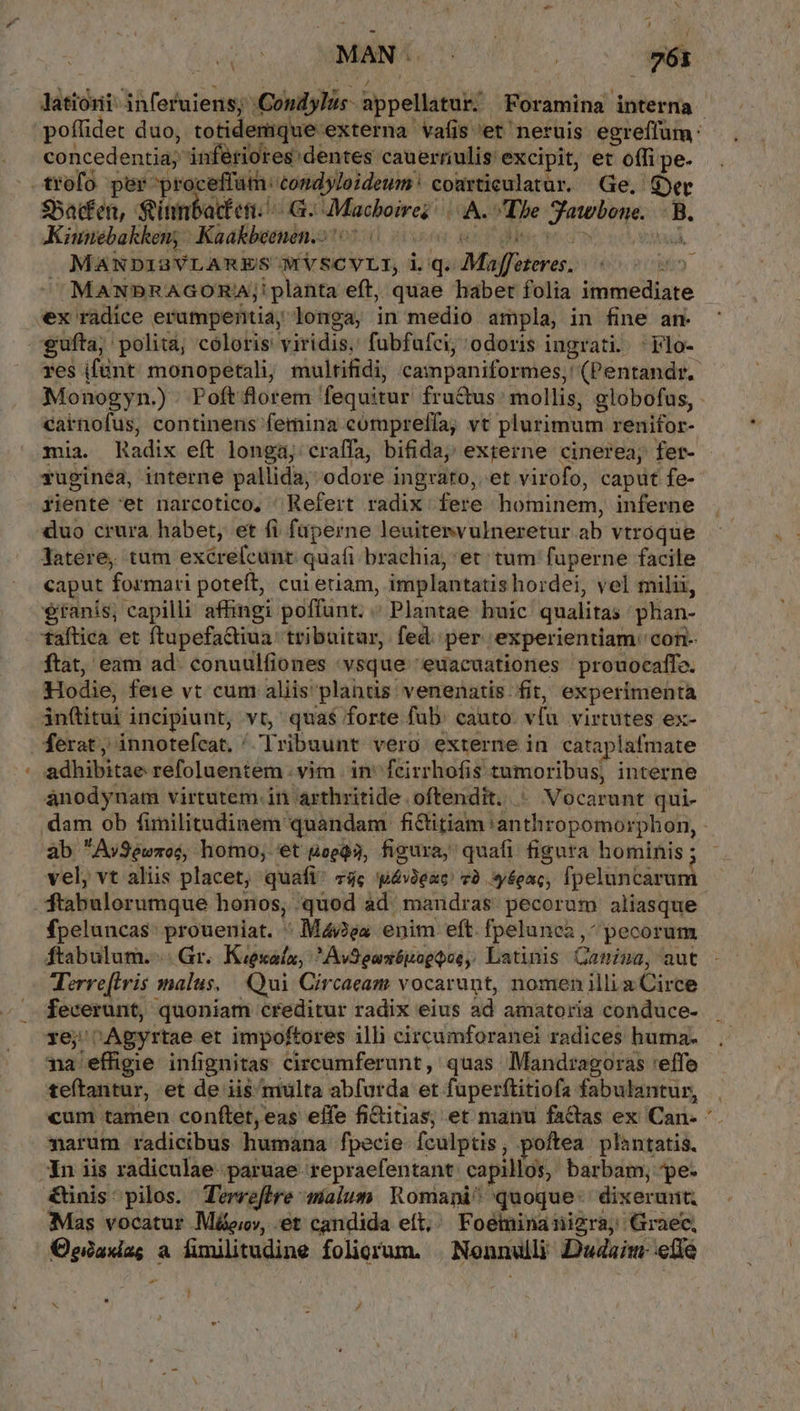 OQ 4 latiori inferuiens; .CondyIus- appellatur. Foramina interna mia. Radix eft longa; craífa, bifida; externe cinerea, fer- zuginea, interne pallida, odore ingrato, et virofo, caput fe- fiente 'et narcotico, Refert radix fere hominem, inferne duo crura habet, et fi füperne leuitenvulneretur ab vtroque latere, tum exécrefcunt: quafi brachia, et: tum fuperne facile caput formari poteft, cui etiam, implantatis hordei, vel milii, $fanis; capilli affingi poffunt. « Plantae huic qualitas phan- taftica et ftupefactiua. tribuitur, fed per experientiam 'con- ftat, eam ad. conuulfiones vsque 'euacuationes prouocaffe. Hodie, feie vt cum aliis plantis: venenatis. fit, experimenta in(titui incipiunt, vt, quas forte fub. cauto. vfu. virtutes ex- | ferat, innotefcat, ^ Tribuunt vero externe in. cataplafmate adhibitae refoluentem . vim | in^ feirrhofis tumoribus, interne ánodynam virtutem. in arthritide oftendit. * Vocarunt qui- dam ob fimilitudinem quandam fictitiam :anthropomorphon, - ab Ay3ewzos, homo; 'et uepQa, figura, quafi figura hominis ; vel, vt aliis placet, quafi^ z4c pév3exce' 70. *yégac, fpeluncarum ftabulorumque honos, quod ad. mandras. pecorum aliasque fpeluncas: proueniat. : Mea enim eft. fpelunea ,^ pecorum ftabulum.-. Gr. Kizexalz, Av9eusépogQee, Latinis Canina, aut Terre(tvis malus. Qui Circaeam vocarunt, nomen illi a Circe fecerunt, quoniam creditur radix eius ad amatoria conduce- xe;'Agyrtae et impoftores illi circumforanei radices huma. na effigie infignitas circumferunt, quas Mandragoras 'effe teítantur, et de iis multa abfurda et füperftitiofa fabulantur, cum tamen conftet, eas effe fiditias; et manu factas ex Can- * narum radicibus humana fpecie fculptis, poftea plantatis. In iis radiculae. paruae repraefentant: capillos, barbam, pe- tnis: pilos. Terreflre malum Romani^ quoque. dixerunt; Mas vocatur Máo, et candida eft, Foeminanizra, Graec, Osadag a fumilitudine foliorum, | Nonnulli Dudaim- etie Nx » 