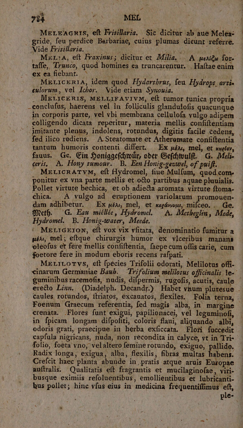 y A ad / 794 — (SS MBB o^ T 4| MerkAcmrs, eft Friillaria. Sic dicitur ab aue Meleas | gride, feu perdice Barbariae, cuius plumas dieunt referre. Made fxsillavia. wo Nun BV ORRNPI RENI C ER . MEL14A, eft Fraxinus; dicitur et. Milia. -.. A. ueAiQa for- taffe, Trunco, quod homines ea truncarentur. . Haítae enim ex ea fiebant... 2s VIO Spem mper s . MErLicEn1A, idem quod FHyZarrbrus, leu. Hydrops, arti- culorum, vel Ichor. | Vide etiam. Sysuouia. LA RON . MErrCERIS, MELLIFAVIVM, eíl tumor tunica propría -conclufus, haerens vel in folliculis glandulofis quacunque in corporis parte, vel vbi membrana cellulofa vulgo adipem . colligendo dicata reperitur, materia mellis confiftentiam jimitante plenus, indolens, rotundus, digitis facile cedens, fed ilico rediens. | A Steatomate et Atheremate confiftentia tantum humoris contenti differt. — Ex ux, mel, et xwefov, fauus. Ge. Gín Óoniggefd)mtir, ober Gefchtvulft. G. Meli- — cris, A. Hony tumour. B. Een Honig-gezwel, of puift. . MELiCcRATVM, eft fIydromel, fiue Mulfum, quod.come ponitur ex vna parte mellis et o&amp;o partibus aquae pluuialis. Pollet virtute bechica, et ob adie&amp;a aromata virtute ftoma- chica. | A vulgo ad eruptionem variolarum promouen- dam adhibetur. ; Ex EÉAn mel, et xse&amp;vyvur, Tni[ceo. d Ge. . $Xeff. — G. Eau miéllée, Hydromel. — A. AMerheglin , Mede, Hydromel. B. Honig-water, Meede. Mel rà pé, tel; eftque chirurgis humor ex vlceribus .manans voleofus et fere mellis confiftentia, faepe cum offis carie, cum foetore fere in modum eboris recens rafpati. — . MELILOTVS, elt fpécies Trifolii odorati, Melilotus offi- xinarum Germaniae Baub. — Trifolium melilozus officinalis le-.- - £uminibus racemofis, nudis, difpermis, rugofis, acutis, caule erecto Liu». (Diadelph. Decandr.)) Habet vhum pluresue Caules rotundos, ílriatos, excauatos, flexiles. Folia terna, Foenum Graecum referentia, fed magis alba, in margine - crenata. Flores funt exigui, papilionacei, vel leguminofi, in fpicam longam: difpofiti; coloris flaui, aliquando albi, odoris grati, praecipue in herba exficcata. Flori fuccedit . capfula nigricans, nuda, non recondita in calyce, vt in Tri- folio, foeta vno, velaltero feminerotundo, exiguo, pallido. Radix longa, exigua, alba, flexilis, fibras multas habens. Crefcit haec planta abunde in.pratis atque aruis Europae auftralis. Qualitatis eft fragrantis et. mucilaginofae, viri- busque eximiis refoluentibus, emollientibus et lubricanti- bus pollet; hinc vfus eius in medicina frequentiffimus eft, pie-