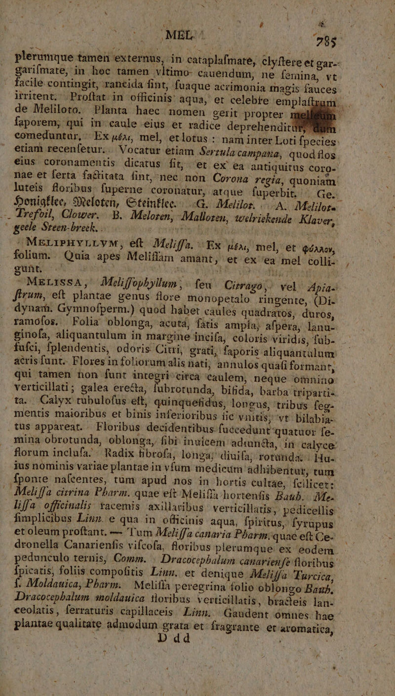 MEL. jJ 785 : plerumque tamen externus, in cataplafmate, clyftere et gar. garifmate, in hec tamen vltimo- cauendum, ne femina, vt — facile contingit, raneida fint, fuaque acrimonia magis fauces . iritent, | Proftat. in officinis: aqua, et celebte emplaftzam de Meliloto.. Planta haec nomen gerit proprer mel faporem; qui in' caule eius et radice deprehenditdi; dun comeduntur, Ex sé; mel, etlotus : nam inter Loti fpecies: etiam recenfetur.. Vocatur etiam Serzula campasa, quodflos. eius coronamentis dicatus fit;. et ex' ea antiquitus corg-' nae et ferta factitata fint,^nec non Corona regia, quoniam: luteis floribus. fuperne coronatur, atque fuperbit. | Ge. $»enisflee, SXeloten, Cteintlee.-.:G. Melilon «A. Melilot« — Trefoil, Clower. .B.. Melozen, Mallozen, welriekende Klaver,. | geele Sreen-bretk. . tive Ba go ded S ^ MELIPHYLLYM, eft Meliffa. Ex BÉ, mel, et QUAM, folium: . Quia apes Meliffam amant , et ex 'ea mel Colli , gunt, .' XM. i n Tuc RATE ed ofi Mica od - MELISSA, Meliffopbyllum;. feu. Ciragó,. vel Apia- ferum, eft plantae genus flore monopetaio ringente, (Di- dynar. Gymnofperm.) quod habet caules quadratos, duros, ramofos, Folia oblonga, acutá, fatis ampla; afpera, lanu-. ginofa, aliquantulum in margine incifa, coloris viridis, fub- fufci, fplendentis, odoris Citri, grati, faporis aliquantulum atris funt. Flores infoliorumalis nati; annulos quafi formant, qui tamen non funt integri^citca caulem, neque omnino verticillati; galea erecta, ubrotunda, bifida, barba tripartis ta. . Calyx tubulofus elt, quinquetidus, longus, tribus feg- mentis maioribus et binis inferioribus iic viitis; vt bilabia- tus appareat.. Floribus decidentibus fuccedunt quatuor fe- mina obrotunda, oblonga, fibi: inuicem adiuncta, in calyce. .- florum inclufa; - Radix tibrofa, longa; diuifa; rotunda: . Hu- ius nominis variae plantae in vfum medicum adhibentur, tum fponie na(ceentes, tum apud nos in hortis cultae, fcilicet: — Meliffa citrina Pharm. quae eft Meliffa-hortenfis Baub.. Ve. liffa officinalis tacemis axillaribus verticillatis;: pedicellis fimplicibus Liz». e qua in officinis aqua, fpiritus, fyrupus et oleum proftant. — Tum Meliffa canaría Pherm:;quaéeftCe- — dronella Canarienfis vifcofa, floribus plerumque. ex eodem. pedunculo ternis; Comm. - Dracocepbalum canarienfe floribus Ípicatis, foliis compofitis Liun. et denique 4Medliffa Turcica, f. Moldauica, Pharm. | Melia peregrina folio oblongo Bazb., Dracocepbalum snoldauica toribus verticillatis, braceis lan- ceolatis , ferraruris capillaceis Liz. Gaudent omnes. hae plantae qualitate admodum xen et fragrante et aromatica, r