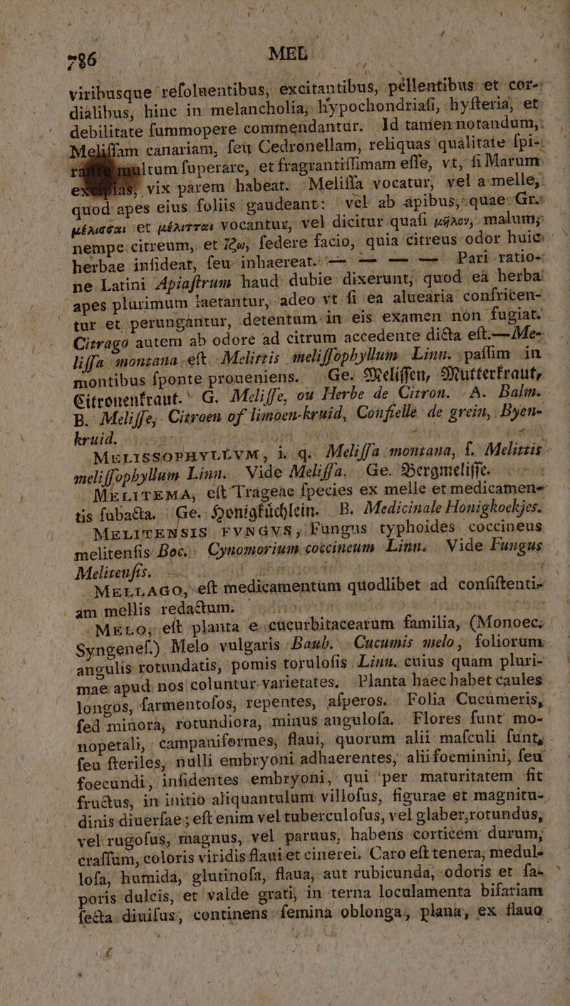 E Web. o o MM ty P viribusque refoluentibus, excitantibus, péllentibus: et core: dialibus, hinc in melancholia;. Hypochondriafi, 'hyfteria, et debilitate fummopere commendantur. Jd taniennotandum,: . Maliffam canariam, feit Cedronellam, reliquas. quálitate fpi-: rama tum fuperare, et fragrantiffimam effe, vt, fi Marum. eXMplas vix parem habeat. -Meliffa vocatur, vel a-melle,: quod: apes eius foliis gaudeant: ^ vel ab apibus; quae-Gr. . uéxaémi et pénrtrei VOCantus, vel dicitur quafi iac, malum; nempe citreum,. et ióv, federe facio, quia citreus odor huic ' herbae infideat, feu-inhaereat. — — — -—- Pari ratio« ne Latini Apiafirum haud dubie dixerunt; quod eà herba apes plurimum aetantur, - adeo vt fi ea aluearia confricen- tur. et perungantur, detentum.in eis examen nón fugiat. .Citrago autem ab odore ad citrum accedente di&amp;ta eft.—4Me- liffa 'snonzana eft... .Melirtis aneliffophylium | Linn. : paflim. .in montibus fponte proueniens.. Ge. 9Xeliffcu, 9SRutterfraut, Gitronenfraut. G.. 7Meliffe, ou Herbe de Citron. | A. Dalm. B. Meliffe,- Citroen of limben-krhid, Confielle de grein, . Byen- kruid. i5 APUL 209 TIT RU MELISSOPHYLLVM, i. q. Meliffa monzaua, f. Meliziis - aieliffophyllum Linn. Vide Meliffa. .Ge. 9SSergmeliffe. ^ | MELITEMA, eit Trageae fpecies ex melle et medicamene tis füba&amp;a. Ge. SenígFid)lein. B. Medicinale Honigkoekjes. MELITENSIS FVNGVS ;; Fungus typhoides. coccineus melitenfis- Boc... Cynomorium cotcineum Linn. | Nide Fungus. Mélisebft s. ed I odit ibrusosd rtg esit oo ur bp MELL AGO, eft medicamentum quodlibet ad confiftenti- , dm mellis ;redactnnb.: jqdioritat que T9 wed ania bete /MEro; eft planta e .cücurbitacearüm familia, (Monoec. Syngeneft) Melo vulgaris /.Baub.'.. Cucumis zielo ;/ foliorum:;- angulis rotundatis, pomis torulofis,JLius. cüius quam pluri- mae apud. nos coluntur: varietates, Planta haec habet caules longos, farmentofos, repentes, afperos. Folia Cucumeris, fed minora, rotundiora, minus aungulofa. Flores funt mo- nopetali, campanifermes, flaui, quorum alii mafculi fünt, - feu fteriles, nulli embryoni adhaerentes; aliifoeminini, feu foecundi, infidentes embryoni, qui 'per maturitatem fit fruü&amp;us, in initio aliquantulum villofus, figurae et magnitu- ; dinis diuerfae ; eft enim vel tuberculofus, vel glaber,rotundus, vel rugofus, magnus, vel paruus, habens corticem: durum, craffüm, coloris viridis flaui et cinerei. Caro eft tenera; medul- lofa, liumida, glutinofa, flaua, aut rubicunda, -odoris et fa. ^ poris dulcis, et valde grati, in terna loculamenta bifariam fecta. diuifus, continens femina oblonga; plana, ex flauo. 4