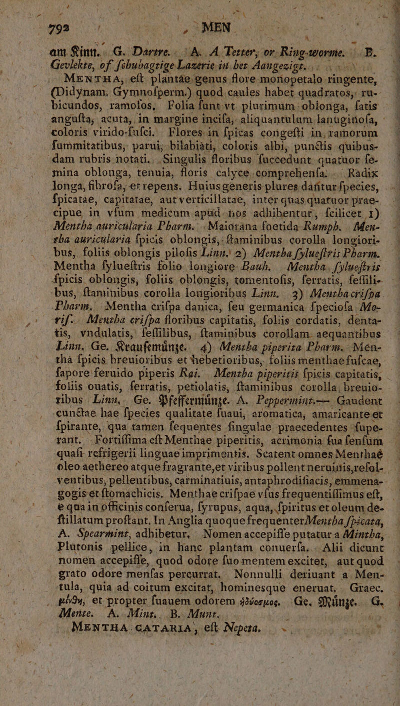 an finn. -.G. Dartre. |. A. A Tetter,; ov. Ring-torme. 5B. . Gevlekte, of. febuvagtige Lazerie. iu. ber Aangezigt. MENTAHA, eft: plantáe &amp;enus flore monopetalo ringente, bicundos, ramolos, Folia funt vt plurimum 'obionga, fatis coloris virido-fufci. Flores in fpicas congefti in,ramorum fummitatibus, parui, bilabiáti, coloris albi, pun&amp;tis quibus- :dam rubris notati. Singulis floribus fuccedunt quatuor fe- mina oblonga, tenuia, floris calyce. comprehenfa, ... Radix fpicatae, capitatae, autverticillatae, inter quas quatuor prae- cipue in vfum medicum apüd.nos adhibentur, fcilicet 1) Menzba auricularia. Pharm... Maiorana foetida Rumpb. . Men- ba auricularia fpicis. oblongis,: ftaminibus. corolla. longiori- bus, foliis oblongis pilofis Lina. 2) Mentba f ylueftzis Pharm. Mentha fylueftris folio longiore Bauh. | Meuzba., f ylueffvis fpicis oblongis, foliis oblongis, tomentofis, ferratis, feffili- bus, ftaminibus corolla longioribus Ligs. 3) Mentbacrifpa Pharin, || . Mentha crifpa danica, feu germanica. fpeciofa. Mo- rif.. Menzba crifpa floribus capitatis, foliis cordatis, denta- Liu, Ge. Sraufemünge. — 4) Menzba piperita Pharm. Mén- thà fpicis breuioribus et hebetioribus, foliis menthae fufcae, fapore feruido piperis Rei. | Menzba piperitis (picis capitatis, foliis ouatis, ferratis, petiolatis, ftaminibus corolla, breuio- ribus Linz. Ge. $pfeffermiümge. A. Peppermini.— Gaudent cun&amp;ae hae fpecies qualitate fuaui, aromatica, amaricante et rant. .Fortiífima eft Menthae piperitis, acrimonia fua fenfum quaft refrigerii linguae imprimentis, Scatent omnes Menthaé ventibus, pellentibus, carminatiuis, antaphrodifiacis, emmena- gogis et ftomachicis. Menthaecrifpae vfus frequentiffimus eft, e quain officinis conferua, fyrupus, aqua,.fpiritus et oleum de- ftillatum proftant. In Anglia quoque frequenterMenzba fpicata, Plutonis pellice, in hanc planfam conuería.. Alii dicunt , nomen accepiffe, quod odore fuo mentem excitet, aut quod grato odore menfas percurrat, Nonnulli deriuant a Men- tula, quia ad coitum excitat, hominesque eneruat, Graec. pow, et propter fuauem odorem jXMesgos Ge. Sing. — G. AMenze..—| A. Miur., B. Munt, ; Am MENTHA.GATARIA, eft Nopeta, — dut