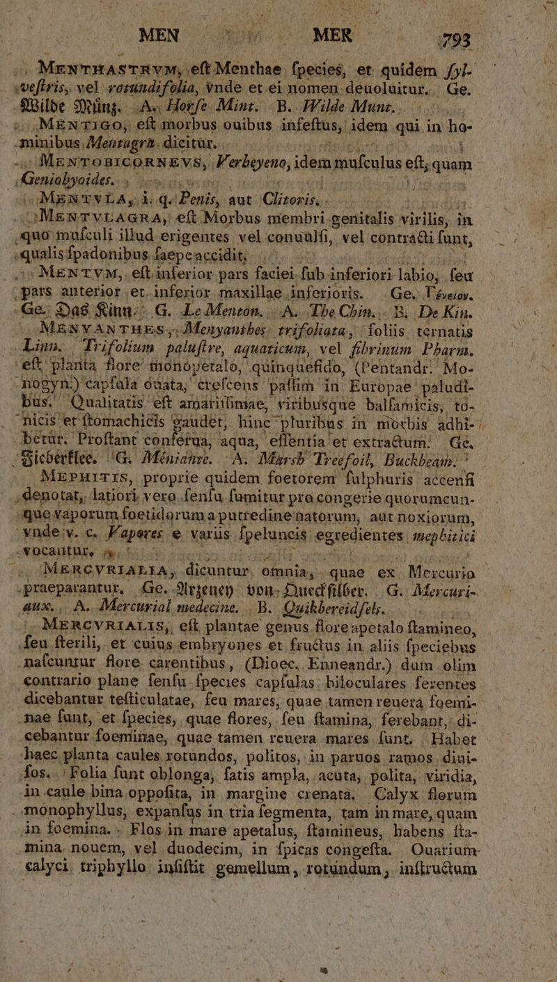 t sUeftris, vel vorundifolia, vnde et.ei nomen. deuoluitur.. Ge. Süilbe 9yüng. As Horfe Mini. | B. Wilde Munz.... 0. 5 MEN 1160; eft morbus ouibus infeftus, idem qui in ha- minibus Menzagrà. dicitur. ox eite rr oU aar -; MexToB1coRNEVS, Ferboyeno, idem mufculus eft; quam oniblbuidais Jeosdsssod. is kaoicogd LM does p MgNTVLA, iq. Penis, aut 'Clizoris, . L Es udi Mes TvLAGRA, eft Morbus membri genitalis virilis, in ,quo mufículi illud erigentes vel conuülfi, vel contra&amp;i funt, 59 MEN TY M, eft. anferior pars faciei. fub inferiori labio, . few pars anterior et inferior maxillae inferioris. ^ Ge. Vévsio. -Ge.: Da8 fint: G. Le Menzon. A. Tbe Chin... B. De Kin. MENYANTHES y; Moenyanibes: trifoliata, | foliis ternatis Linn. (Trifolium paluftre, aquaticum, vel fibrinim Pharm. eft planta flore tonoyetalo, quinquefido, (Pentandr. Mo- nogyn) capfala óuata; crefcens paflim in Europae | paludi- bus. Qualiratis eft arpari'mae, viribusque balfarnicis, to- . Bicis et ftomachicis gaudet, hinc pluribus in miotbis adhi- -icoerflee, IG. Méniemre. A. Marsh. Trecfoil, Buckbzam. ^ d denotat. latiori vero..fenfu fumitur pro congerie quorumcun- quevaporum foetidoruma putredinenatorum, aut noxiorum, SEDES diei i adesto abs orutVil gotes) euis MERCYRIALIA, dicuntur omnia, quae ex Mercurio Aux... A. Mercuriol medecine. B. Quikbereidfels. i MERCYRIALIS,, eft plantae genus floreapetalo ftamineo, maleuntur flore. carentibus, (Dioec. Enneandr) dum olim contrario plane fenfu fpecies capfulas; biloculares ferentes - * .mae funt, et fpecies, quae flores, feu (tamina, ferebant, di- cebantur foemiiiae, quae tamen reuera mares funt, Habet haec planta caules rotundos, politos, in paruos ramos diui- fos. ; Folia funt oblonga, fatis ampla, acuta; polita, viridia, in.caule bina oppofita, in margine crenata. Calyx flerum . monophyllus, expanfus in tria fegmenta, tam in mare, quam in foemina.. Flos in mare apetalus, ftamineus, habens. íta- «alyci triphyllo inüítit gemellum, rotíndum, inílru&amp;um