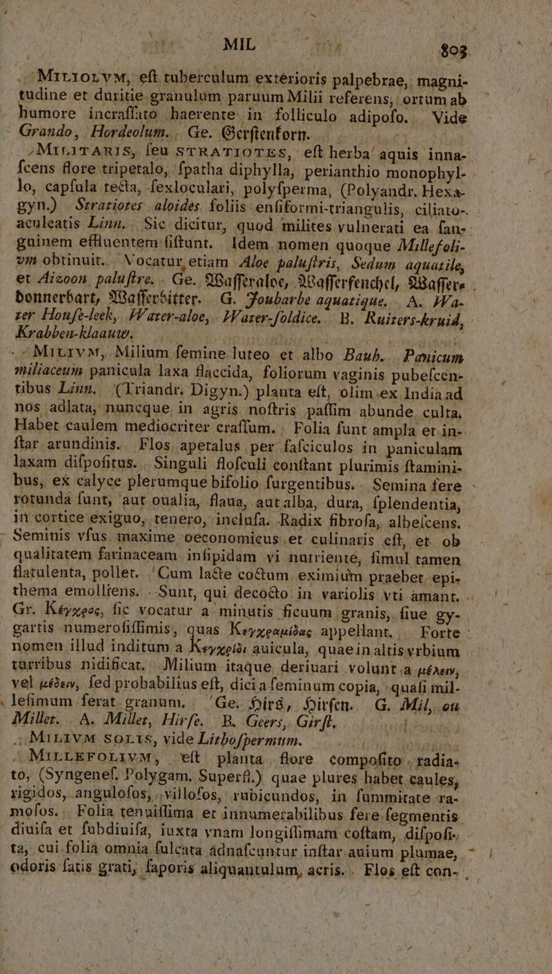V » * j . Mir1orvw, eft tuberculum extérioris palpebrae,: magni- tudine et duritie granulum paruum Milii referens, ortum ab humore incraffito haerente. in folliculo. adipofo. . Vide .MirirAmRiSs, ÍÍeu srRATIOTES, eft herba aquis inna-. fcens flore tripetalo, fpatha diphylla, perianthio monophyl- lo, capfula tecta, fexloculari, polyfperma, (Polyandr, Hexa- gyn.) Szrarziores | aloides. foliis enfiformi-triangulis,. ciliato-. . acnleatis Ling. Sic dicitur, quod milites vulnerati ea. fan» guinem efliuentem fiftunt. Idem. nomen quoque Millefol- vi obtinuit. Vocatur etiam A4/oe paluftris, Sedum aquatile, et Aizoon. paluftre. . Ge. 9Baffiralee, 38offerfendycl, 8Baffere . bonnerbart, SBafferSitter. .G.. Toubarbe aquatique... A. IVa- zer Houfe-leek, JV ater-aloe, . WV azer-foldice... B. Ruitars-kruid, Krabben-klaauw. miliaceuss panicula laxa flaccida, foliorum vaginis pubefcen- . tibus Lus. (lriandr. Digyn.) planta eft, olim.ex. Indiaad nos adlata, nuncque. in agris noftris paflim abunde culta, Habet caulem mediocriter craffum. | Folia funt ampla et in-- ftar arundinis. Flos. apetalas per fafciculos in paniculam laxam difpofitus. . Singuli flofculi conttant plurimis ftamini- bus, ex calyce plerumque bifolio furgentibus.. Semina fere - rotunda funt, aut ouaália, flaua, autalba, dura, fplendentia, in cortice exiguo, tenero, inclufa. Radix fibrofa, albeícens. qualitatem farinaceam infipidam vi nutrienté, fimul tamen flatulenta, pollet. 'Cum la&amp;e cocum. eximium praebet epi. thema emolliens. ..Sunt, qui deco&amp;to in variolis vti amant. Gr. Kéyxees, fic vocatur a^ minutis ficuum . granis, fiue gy- . gartis numerofiffimis, que Kevxenpitag appellant.,.— Forte - nomen illud inditum a Keyzei2; auicula, quaein altisvrbium . turribus nidificat. .Milium itaque, deriuari volunt |a péAE, - vel &amp;&amp;sv, fed probabilius eft, dicia feminum copia, ' quafi mil- lefimum ferat granum. / 'Ge. Dír8, $irfem.. G. Mil, ou Miller... A. Millet, Hirfe. B. Geers, Girfl, Aula hui i: Mar1v M soris, vide Lizbofpermtum. SATITLOPME HSPSU NE MirrtEFOLIVM, eít planta flore compofito . radia- - to, (Syngenef. Polygam. Superfi.) quae plures habet caules, rigidos, angulofos, .villofos, rubicundos, in fümmitate Ta- mofos. . Folia tenuiffima et innumerabilibus fere fegrnentis. diuifa et fubdiuifa, iuxta vnam longiflimam: coftam, difpofi- ta, cui.folia omnia fulcata àdnafcantur inftar. auium plumae, : edoris fatis grati, i faporis aliquantulum, acris. . Flos eft con- . --