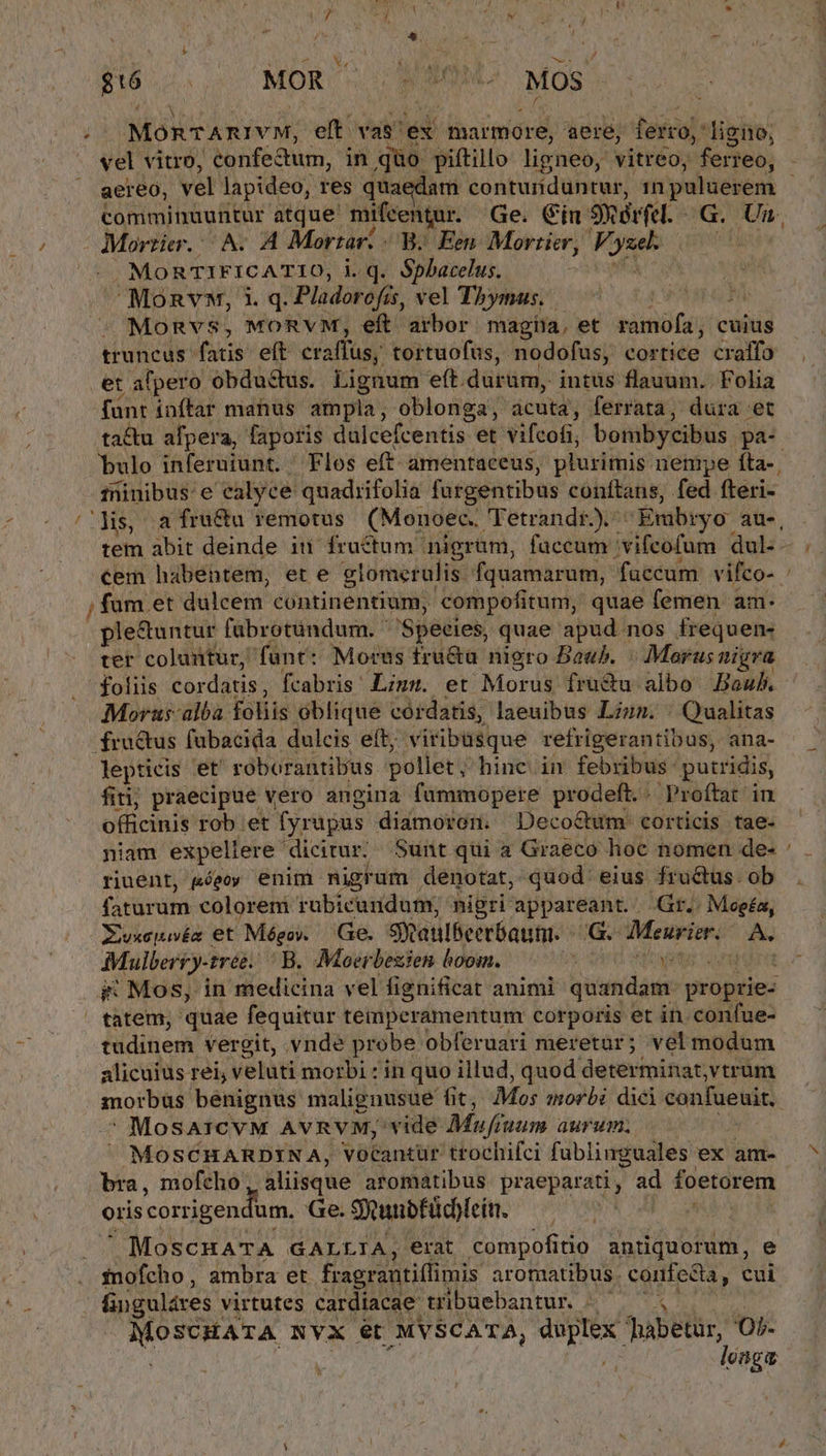 $16 MOR- vor B MOS. ! MORTARIVM, eft vas' ex marmore, aere, ferto; ligno, vel vitro, confectum, in qüo piftillo ligneo, vitreo, ferreo, aereo, vel lapideo, res quaedam conturidüntur, 1n puluerem ESL! ecu atque' mifcentur. Ge. Cin Sxerfel.- G. Un. Morrier. A. A Mortar. B. Een. Mortier, V. E | MORTIFICATIO, i.q. Spbatelus. A an Monvw, 1. q. Plidotdfà. vel Thymus.. | Pao - MonRvs, MORVM, eft arbor magiia, et sáinófd; cuius truncus fatis. eft craffus, tortuofüs, nodofus, cortice craffo i et afpero obdu&amp;us. Lignum eft.durüm, intus flauum.. Folia funt inftar manus ampla, oblonga, dcutày ferrata, dura et tactu afpera, fapotis dulcefcentis et Vifcofi, bombycibus. pa- bulo inferuiunt. Flos eft aámentaceus, plurimis: nempe fta- fninibus:e calyce quadrifolia fargentibus conftans, fed fteri- /'Hs, a fru&amp;u remotus (Meonoec. 'Fetrandr) | Embryo aus, tem abit deinde it fructum nigrum, fuccum ;vifcofum dul. - cem habentem, et e glomeralis fquamarum, faccum vito-^- ; fum et dulcem continentium, compofitum, quae femen am. plectuntur fabrotündum. Species; quae apud nos frequen- ter coludtur, funt: Moras tru&amp;a nigro Bauh. Morus nig foliis cordatis, fcabris' Ln. et Morus frü&amp;u albo Bauh. | Moraus-alba. foliis Gblique cordatis, laeuibus Lizn. : Qualitas fractus fubacida dulcis eit; viribusque refrigerantibus, ana- lepticis et roborantibus pollet ; hinc in febribus: putridis, fiti; praecipue vero angina füummopere prodeft.. Proftat in officinis rob et (yrupus diamoron. Deco&amp;um corticis tae- niam expellere dicitur. . Sunt qui a Graeco hoc nomen de- ; . rinent, séeey enim nigrum denotat, quod: eius fru&amp;tus. ob faturum colorem rubicundumy nigri appareant. Gr.: Moefa, Zovxepuvéa | et Meo. Ge. Syanlbeerbanm. G. Meurier. A. Mulbert y- tree: B. Moerbezien hoom. Y: TUN &amp; Mos, in medicina vel fignificat animi quedar propties tatem, quae fequitur temperamentum corporis et in. conífue- tudinem vergit, vnde probe obferuari meretar; vel modum alicuius rei, veluti morbi : in quo illud, quod determinat,vtrum morbus bénignus malignusue fit, Mos morbi dici confueuit. ' MosAarcvM AvRvM; vide Mufiuum aurum, MOSCHARDINA, vocantur ttochifci fublinguales ex am- — ^ bra, mofcho aliisque aromatibus praeparat ad foetorem oris corrigendum, Ge. SRunbfüdyfein. : ^ MoscHATA GALLIA, erat compofitio antiquorum, e inofcho, ambra et fragrantiflimis aromatibus. conieBa, cui anguléxes virtutes cardiacae. tribuebantur. « — ^ NOSCEATAE NYX €t MVSCATA, duplex. Tabetüs, O?- longa