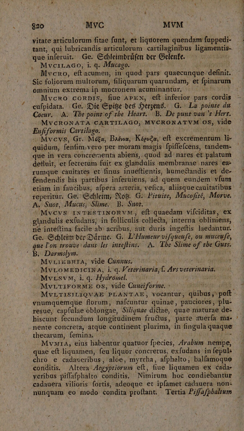 vitate articulorum fitae funt, et liquorem quendam fuppedi- tant, qui lubricandis articulorum cartilaginibus ligamentis-. que inferuit. Ge. Cdleimbrüfen. bet Oclenfe. , Mvezrago, i.q. Mucago. Mvcno, eft: acumen, in quod' pars quaecunque: sin nit. Sic foliorum multorum, filiquarum quarundam, et fpinarum. omnium extrema in mucronem acuminantur. | .- MvcnRo comnis, fiue APEX, eft inferior pars cordis bsc Ge. Die Cpifie be8 Deren. G. La poinze du Coeur... AA. The poinz of tbe. Heart. B. De punz van z Herr. VE FoU CARTILAGO;. MYCRONATVM nat n Rif formis Cartilago. | sMvcvs, Gr. Mé£a, Baéwa,: Kate eft excrémentum li- quidum, fenfim, vero per moram magis fpiffefcens, tandem- que in vera concreraenta abiens, quod ad nares et palatum detluit, et lecretum fuir ex elandulis membranae nares ea- rumque cauitates et finus inueflientis, humectandis et de- fendendis his partibus. inferuiens, ad quem eundem vfum etiam in faucibus, afpera arteria, vefica, aliisque cauitatibus É Snor, Mucus, Slime. B. Snor. 'Mvcvs INTESTINORVM, eft quaedam: vitciditis / ex glandulis exfudans; in folliculis collecta, interna obliniens, ne inteftina facile ab: acribus, aut duris ingeftis laedantur. . Ge. Gdleim ber Dárme. G.. E Piste vifquen fe, ou muceufe, que l'on trouve: dans des intefHius. be Slime iain tbe: Guts. ^B. Darmilyn. 07 | j MvLIEBRÍA, vide Cunnus. cos je AT dtd / MYLOMEDICI INA, iq. Vererinaria, f. Ars vererinaria. ^Mvrsvw, i. d. Hydromel. | | » MvLTIFORME OS, vide Cunaiforine. ^ vnumquemque florum, nafeuntur quinae, pauciores , plu- resue, capfulae oblongae, Siliquae dictae, quae maturae de- nente concreta, atque continent plurima, in fingula queqwe thecarum, femina. ' - MYMIA, eius habentur quatuor fpecies, Aral nempe, quae eft liquamen, feu liquor concretus, exfudans in fepul: chro e cadaueribus, aloe, myrrha, afphelto, balfamoque conditis. | Altera: Aegyptiorum. eft, fiue liquamen ex cada- veribus piffafphalto conditis, Nimirum. hoe condiebantur cadauera vilioris fortis, adeoque et ipfamet cádauera non: | munquam eo modo condita proftant. Tertia Piffafphaltutms
