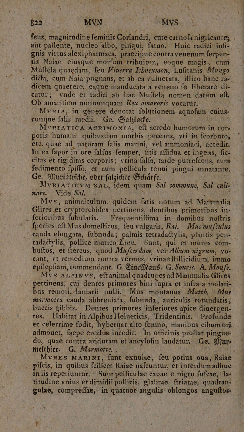 e 822. JR aSuo: NCRNMNS —1807 UMS: 7^ ND. y feus, magnitudine feminis LCTMENE cute carnofa nigricante; . aüt palleute, nucleo albo, pirígui, fatuo. Huic radici infi- gnis virtus alexipbarmaca, praecipue contra venenum ferpen- tis Naiae eiusque morfam tribuitur, eoque magis, cum Muftela quaedam, feu Viuerra Ichbneumon, Lufitanis Mmungo dicta, cum Naia' pugnans, et ab ea vulnerata, illico hanc ra- dicem quaerere, eaque manducata a veneno fe liberare di- catur; vnde et radici ab lac Muftela nomen datüm eft. Ob amaritiem nonnunquani Rex amaróris vocatur. Mvmia, in genere denotat folutionem aquofam: cuius- cunque falis medi. Ge. Gallafr. Mv 1ATICA ACRIMONTA, eft acredo huniorumi i cot- poris humani quibusdam morbis: peccans, vti in fcorbuto, etc. quae ad naturam falis marini, vel ammoniaci, accedit. In ea fapor in ore falfus- femper, fius affidua et ingess, fic- citas et rigiditas corporis; vrina falfa, tarde putrefcens, cum fedimento fpiffo, et cum pellicula tenui pingui innatante. Ge. SYnríatifdoe, ober falzicbte Cseoárfe. MvniA?10vM SAL, idem quam Sal comnune, Sal culi- mare. Vide, Sal. ! Mvs, animalculum.: quidem fatis notum. dd Mirmnalia . Glires et cry ptorchides pertinens, dentibus primoribus in- ferioribus fübulatis. ' Frequentiffima in domibus noftris fpecies eft Mus domefticus, feu vulgaris, Raj. — Mus muftulus cauda elongata, fabnuda; palmis tetradactylis, plantis pen- - tadactylis, pollice matico Limz. Sunt, qui et mures coni- buftos, et ftercus, quod Mufterdain, vel- Album nigrum, vo- Cant, vt jemediuis. contra vermes, dri mo epilepíiam, cummendant. G. Cines auB8. G. Seuris. A. Moufe.. Mvs ALrINVS, eftanimal quadrupes ad Mammalia Glires. pertinens, cui dentes primores bini fupra et infra a molari- bus remoti, aniarii nulli. Mus montanus Marzb. | Mus smarmotta caudd abbreuiata, fubnuda, auriculis rotundatis, , buccis gibbis. Dentes primores iüferiores apice diuergen- tes. Habitat in Alpibus Helueticis, 'Tridentinis. Profunde et celerrime fodit, hybernat alto fomno, manibus cibumori admouet, faepe : erectus. iucedit. In officinis proftat pingue- do, quae coritra ariduram et ancylofin lagderun Ge. gxut» meltbier. G. Marmorte. .  . MvRES MARINI, funt exüuiae, feu votiul; oua , Raiae pifcis, in quibus fcilicet Raiae nafcuntur, et interdüm adhuc iniis reperiunrar, ^ Sunt pelliculae cavae e nigro fufcae, la: titudine vnius et dimidii pollieis, g glabrae, ftriatae, quadran- |