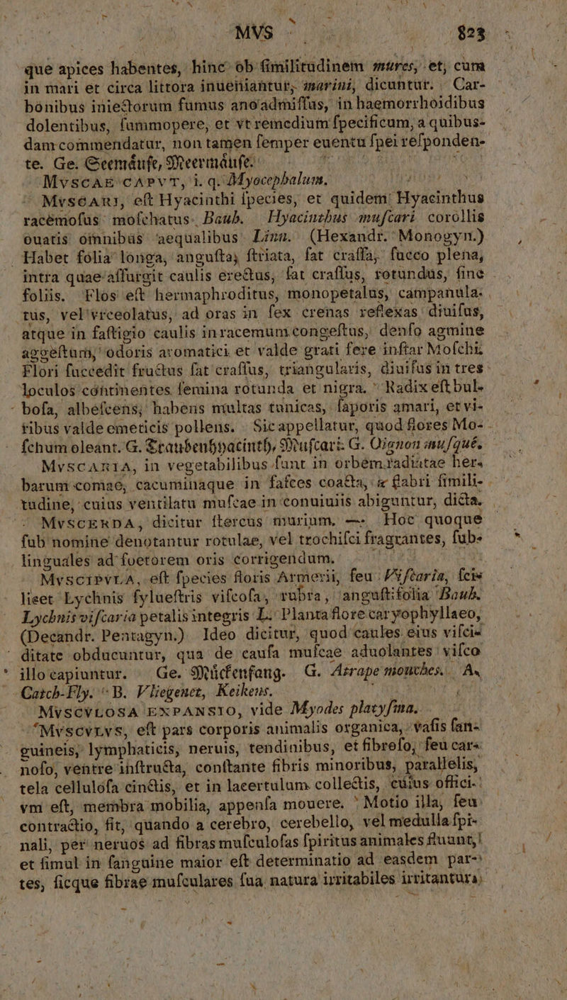 ! TÓOMNS c0 $23 que apices habentes, hinc ob fimilitudinem mures, et; cum in mari et circa littora inueniantur;. zsariui, dicuntür. ^ Car- bónibus inietorum fumus ano'admiffas, in haemorrhoidibus dolentibus, fammopere, et vt remedium fpecificum, a quibus- dam commendatur, non tamen femper euentu fpei refponden- te. Ge. Ceemáufe, SReermáufe. DI s Y Mvscag' cAPvT, i. q. Myocepbalum. ATIUM MvséAns, eft Hyacinthi [pecies, et quidem: Hyacinthus racémofüs mofchatus. Baub. — Hyaciuzbus muftari corollis ouatis oinnibüs aequalibus. Lizm. (Hexandr. Monogyn.) Habet fólialonga, angufta, ftriata, fat craffa; fueco plena, intra quae'/affurgit caulis erectus, fat craffus, rotundus, fine foliis. Flos e(t hermaphroditus, monopetalus, campanula: . tus, vel'vrceolatus, ad oras in fex crenas reflexas diuifus, atque in faftigio caulis inracemum congeftus, denfo agmine apoeítam, odoris aromatici et valde grati feze inftar Mofchi. Flori fuceedit fructus fat craffus, triangularis, diuifas in tres loculos cóhtinentes femina rotunda et nigra.  Radix eftbul. : bofa, albefcens; habens niultas tunicas, faporis amari, et vi- tibus valde emeticis pollens. Sicappellatur, quod fiores Mo- - fchum oleant.'G. £tauibenfpacintf, SYufcari: G. Oignon inuf/qué. MvscAnIA, in vegetabilibus funt in orbémradistae her. barum comae, cacuminaque in fafces coa&amp;ta, i (l'abri fimili- - tudine, cuius ventilatu mufcae in conuiuiis abiguntur, dicta. MvSCERDA, dicitur ftercus murium, —- Hoc quoque fub nomine denotantur rotulae, vel trochifci fragrantes, fub. linguales ad foetorem oris corrigendum. | MvsciPvrA,.eft fpecies floris Armerii, feu: PVftaria, feis lieet Lychnis fylaeftris vifcofa, rubra, 'anguftifolia Bauh. Lychnisvifcaria petalis integris L.' Planta flore car yophyllaeo, (Deeandr. Penragyn.) Ideo dicitur, quod caules eius vifci- - ditate obducuntur, qua de caufa mufcae aduolantes | vifco illo capiuntur. Ge. SWüctenfang. | G. Arrape tionthes...— A. —Qatch-Fly. B. V liegenet, Keikeus. Loa J MvscvLosA EXPANSIO, vide Myodes plavyfima. .— -*Mvscvrvs, eft pars corporis animalis organica, - váfis fan- uineis, lymphaticis, neruis, tendinibus, et fibrefo, feu car« nofo, vettre inftru&amp;a, conftante fibris minoribus, parallelis, tela cellulofa cinis, et in laeertulum colle&amp;tis, | cius offici-: vm eft, membra mobilia, appenía mouere. ' Motio illa, feu contractio, fit; quando a cerebro, cerebello, vel medulla fpi- nali, per neruos ad fibras mufculofas fpiritus animales fuunt,! et fimul in fanguine maior eft determinatio ad easdem par- tes, ficque fibrae mufculares fua natura irritabiles irritantura; * *