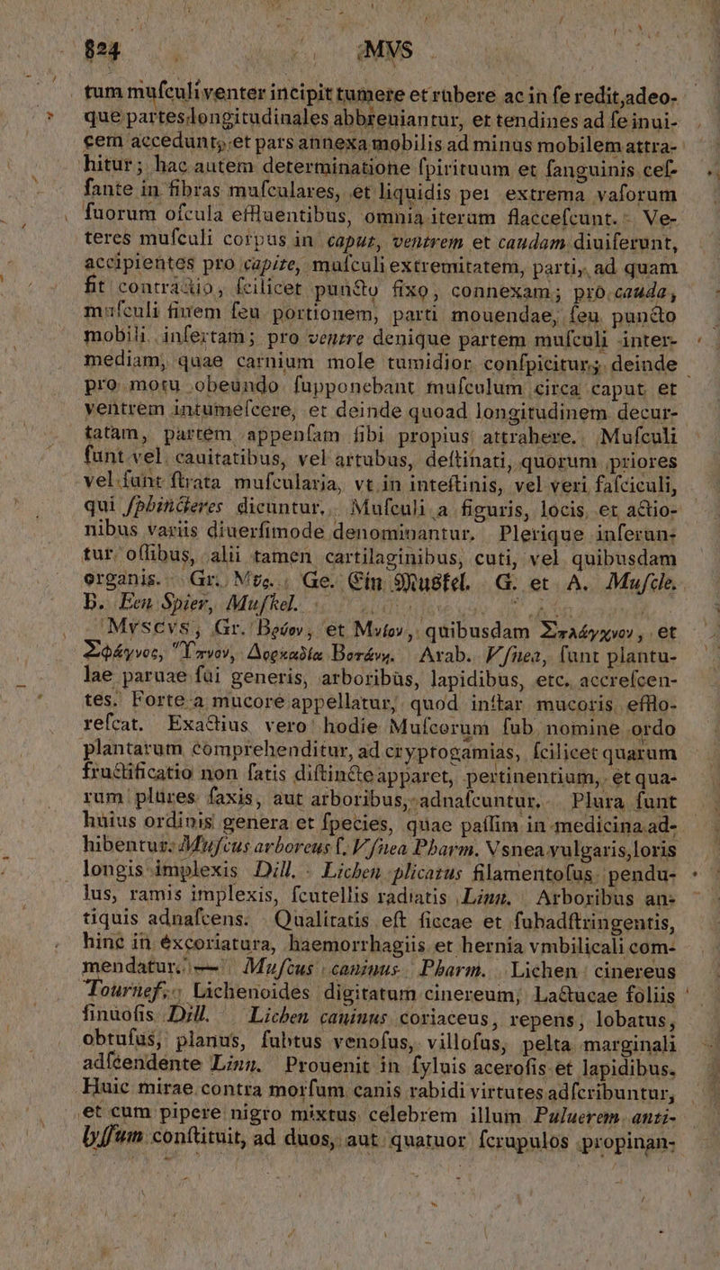 824. ro ^ eMVS tum mufculi venter incipit tumere et rübere ac in fe redit,adeo- que parteslongitudinales abbreniantur, et tendines ad fe inui- cem accedunt;.et pars annexa mobilis ad minus mobilem attra- hitur; hac autem determinatione fpirituum et fanguinis cef- fante in fibras mufculares, et liquidis pe1 extrema vaforum fuorum ofcula eftuentibus, omnia iteram flaccefcunt.-. Ve- teres mufculi corpus in. capuz, venirem et candam.diuiferunt, accipientes pro «capite, muículi extremitatem, parti,, ad quam fit contrádio, fcilicet pun&amp;o fiX0, connexam; pró.cauda, m:feuli finem feu. portionem, parti mouendae, feu. puncto mobili. infertam ; pro venzre denique partem mufculi inter- pro.motu obeundo fupponebant mufculum circa caput er ventrem intume(fcere, et deinde quoad longitudinem decur- tatam, partém appen(am fibi propius: attrahere... Mufculi funt.vel. cauitatibus, vel artubus, deftinati, quorum ,priores vel.fant ftrata mufcularja, vt.in inteftinis, vel veri fafciculi, nibus variis diuerfimode denominantur, Plerique inferan: tur oflibus, alii tamen cartilaginibus, cuti, vel quibusdam biEen Sues, Mitefhol. 352 4 dew o3. pum DE. Mvscvs, Gr. Bedov, et Mio», quibusdam 2orAdyxyov , et Záyvot, VIryov, Aogkabia Borávs. — Arab. JA nea, fant plantu- lae paruae füi generis, arboribüs, lapidibus, etc. accrefcen- tes. Forte a mucore appellatur, quod inítar mucoris. efllo- refcat. Exacius vero' hodie Mufcorum fub. nomine ordo plantarum comprehenditur, ad cryptogamias, fcilicet quarum fructificatio non fatis diftin&amp;eapparet, pertinentium, et qua- rum plüres. faxis, aut arboribus, adnafcuntur, Plura funt hibentuz. Mufcus arboreus [. fea Pbarm. V snea yulgaris,loris longis implexis DJ. . Lichen.plicatus filameritofas. pendu- lus, ramis implexis, fcutellis radiatis .Limg. | Arboribus an- tiquis adnafcens. | Qualitatis eft ficcae et fubadftringentis, hine in éxcoriatura, haemorrhagiis et hernia vmbilicali com- mendatur.— . Mufcus | canimus. Pharm. |. Lichen | cinereus Tournef., Lichenoides digitatum cinereum; La&amp;ucae foliis finuofis Dil. — Lieben cauinus. coriaceus, repens, lobatus, obtufus, planus, fubtus venofus, villofus, pelta marginali adfeendente Linz. Prouenit in fyluis acerofis.et lapidibus. Huic mirae.contra morfum canis rabidi virtutes adfcribuntur, et cum pipere nigro mixtus celebrem illum. Paluerem. anti- bfum con(tituit, ad duos, aut. quatuor. fcrupulos .propinan- / -
