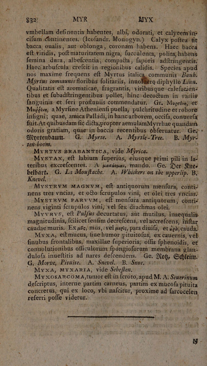 uii n vmbellam definentia habentes, albi, odorati, et calyeemine bacca, oualis aut oblonga, corondm habens. Haec bacea eft viridis, poft maturitatem nigra, fucculenta, polita; hábens femina dura, albefcentia;;compa&amp;a, faporis | adftringentis: nos maxime frequens eft Myrtus italica. communis Bauh. Myrtus comsaunis floribus folitariis, inucfilio diphyllo Lian. Qualitatis eft aromaticae, fragrantis, ' viribusque' calefacienz tibus et fubadítringentibus pollet, hinc-decoctum in và:iis Mvéétw,; a Myríine Athenienfi puella; pulchritudine et róbore infigni; quae, amica Palladi, in hanc arborem, occifa, conuerfq füit.At quibusdam fic di&amp;ta;propter aemulámMyrrhae quandam odoris gratiam, quae'in baccis recentibus. óbferuatur; ^ Gez zZen-boom. | TA 4 e : MxRTVS BRABANTICA, vide Myrica. | I MxsTAx, eft labium fuperius, eiusque primi pili in [a2 teribus excrefcentes. ^ A pacáoua; mando. ^ Ge. Syer- fies belbárt, |G. La Mouftache. A. W'biskers on tbe upperlip. B. Kies m sno oae $4513 y$6lygd 919 Y13u525 [20 nens tres vncias, et octo fcrupulos vini; et ólei tres vnciasc .MvsTRVM PARVVM, eft menfura antiquórum, contis nens viginti fcrupulos vini, vel fex drachmas olei; ^ !:v* magnitudinis, fcilicet fenfim decrefcens,.velaecrefcens, inftar á PoPLAME MT M be eO wnPE BC LAC wi t caudae muris. Ex ugc, mus, : vel useic, pars diuifa, ét dex, cauda. : me - e * ^ , . E Jd MvxaA, eítmucus, iue humor pituitofus, ex cauernis, vel conuolutionibus officulorum fpóngioforam membrana glan- G. dMorze, Pituite. A. Snevel.. B. Snoz; 357 ' Myxa, MYXARIA, vide Sebeffen. ED. WT My xosARCOMA,tunior eft in fcroto, apud M. A; Seuerinum, defcriptus, interne partim carneus, partim ex mücofa pituita referri poffe videtur. | , LM d , k - [ ;
