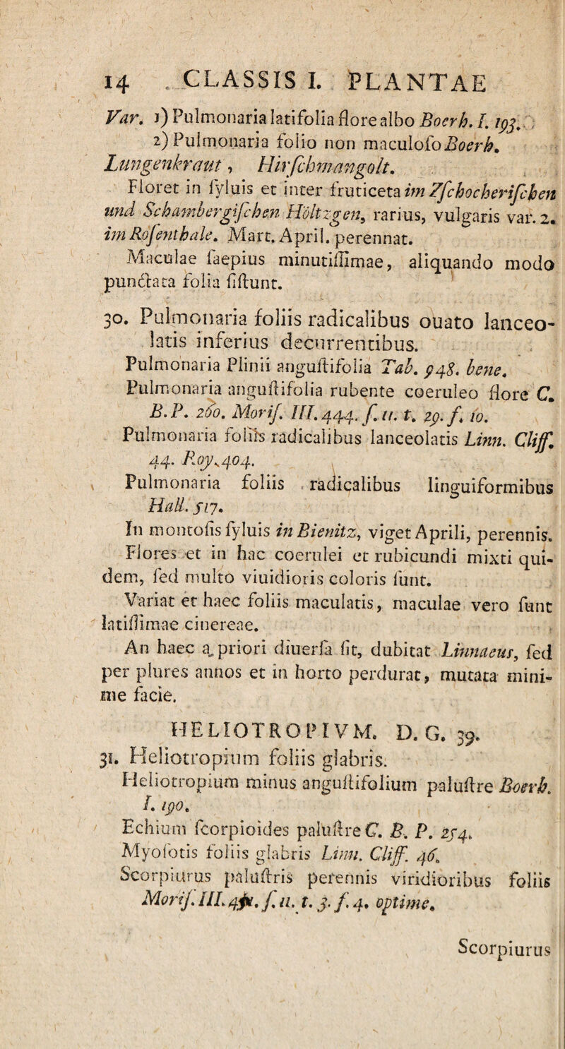 Var. j) Pulmonaria latifolia flore albo Bocrh. I. /pj. 2) Pulmonaria folio non m^z\i\oIoBoerh. Lungenkrmt, Hir[chm ango It. Floret in fyluis et inter fruticeta im Zfchocherifcben und Schambergijihe.n Holtzgen, rarius, vulgaris var. 2. im Rojentbale. Mart. April. perennat. Maculae faepius minutiffimae, aliquando modo pun&aca folia fiftunt. 30. Pulmonaria foliis radicalibus ouato lanceo- latis inferius decurrentibus. Pulmonaria Plinii anguftifolia Tab. $48. bene. Pulmonaria angulUfolia rubente coeruleo flore C. B.P. 260. Morij. IH.444. jlit. t. 2p. f. 10. Pulmonaria foliis radicalibus lanceolatis Linn. Cliff. 44. Roj/^404. Pulmonaria foliis radicalibus linguiformibus rr ij ° Hali. fiy. I11 montolis fyluis in Bienitz, viget Aprili, perennis. Flores et in hac coerulei et rubicundi mixti qui¬ dem, fed multo viuidioris coloris lunt. Variat et haec foliis maculatis, maculae vero funt latidimae cinereae. An haec a.priori diuerfa lit, dubitat Linnaeus, fed per plures annos et in horto perdurat, mutata mini¬ me facie. HE LIOTRO P IVM. D. G. 39. 31. Heliotropium foliis glabris. Heliotropitim minus angufUfolium paluftre Botri. /. 1^)0. Echium fcorpioides paltiflre C. B. P. 254. Myofotis foliis glabris Linn. Cliff. 46. Scorpiurus pahiftris perennis viridioribus foliis Morif. HI. 4^. f a. t. 3- /. 4. optime. Scorpiurus