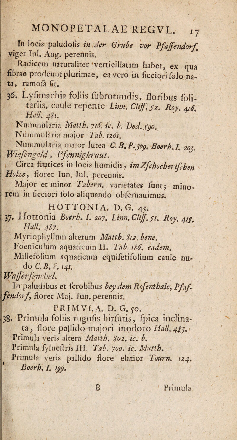 In locis paludofis in der Grube vor Pfaffendorf viget Iui. Aug. perennis. Radicem naturaliter 'verticiliatam habet, ex qua fibrae prodeunt plurimae, ea vero in ficciorifolo na¬ ta, ramola fit. 3(5. Lyflmachia foliis fubrotundis, floribus foli- tariis, caule repente Linn. Cliff. j2. Roy. 4lj. Hali. 481. Nummularia Matth, 716. ic. b. Ddd.fyo, Nummularia major Tab, 1261. Nummularia maior lutea C.B.P.joj?. Boerh.B 20j, Wiefengeld > Pfennigkraut. Circa frutices in locis humidis, imZfchocherifchen Holze, floret Iun. Iui. perennis. Major et minor Tabem. varietates funt; mino¬ rem in ficciori foio aliquando obferuauimus. HOTTONI A. D.G. 45. 37. Hottonia Boerb. /. 207. Linn. Cliff. si. /toy. 4^r I Hali. 487. Myriophyllum alterum Matth. 812. Foeniculum aquaticum II. Tab. 186. eadem. Millefolium aquaticum equifetifolium caule nu~ j do C. 5, P. (4/. WajJerfencheL In paludibus et fcrobibtis beydem Rofenthale^ Pfaf- ; fendorfj floret Maj. Iun, perennis, < PRIMVLA. D. G. yo. ,38. Primula foliis rugofis hirfutis, fpica inclina¬ ta ^ flore pallido maiori inodoro Hallt4$j.) Primula veris altera Matth. 802. /V. b. Primula fylueftris III. Tab. 700. ic. Matth. Primula veris pallido flore elatior Tourn. 724. Boerb, /. B Primula