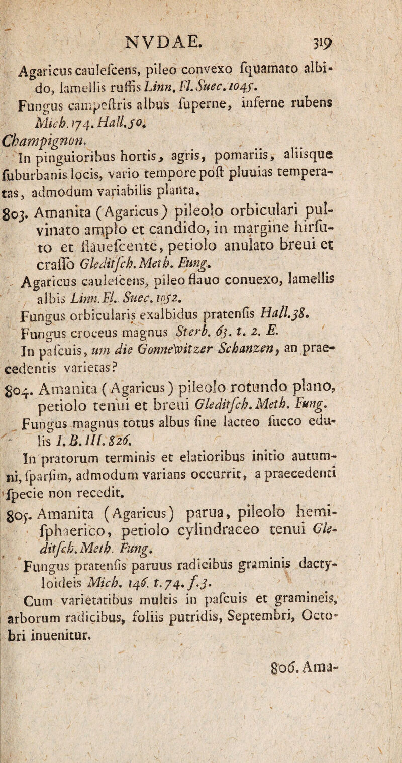 Agaricus caulefcens, pileo convexo fquamato albi¬ do, lamellis ruffis Linn. FI.Suec. 1045. ' Fungus campetlris albus fuperne, inferne rubens Mich. 774. Hall.50♦ Champignon. In pinguioribus hortis, agris, pomariis, aliisque fuburbanis locis, vario tempore poli pluuias tempera¬ tas, admodum variabilis planta. 803. Amanita (Agaricus) pileolo orbiculari pul¬ vinato amplo et candido, in margine hirfu- to et Hauefcente, petiolo anulato breui et crailb Gkditfcb.Metb. Eung. Agaricus caulelcens, pileo flauo conuexo, lamellis albis Linn.FI. Suec. ioj2. Fungus orbicularis exalbidus pratentis Iiall.38. Fungus croceus magnus Sterb. 6). t. 2. E. In pafcuis, uni die Gonne\oitzer Schanzen} an prae¬ cedentis varietas? 804. Amanita (Agaricus) pileolo rotundo plano, petiolo tenui et breui Gleditfch.Metb. Fung. Fungus magnus totus albus tine lacteo lucco edu¬ lis LB JIL 8 26. In pratorum terminis et elatioribus initio autum¬ ni, fparfim, admodum varians occurrit, a praecedenti fpecie non recedit. 8op Amanita (Agaricus) parua, pileolo hemi- fphaerico, petiolo cylindraceo tenui Gle- ditfcb.Metb. Eung. Fungus pratentis paruus radicibus graminis dacty- loideis Micb. 146. t.j4.f.$. Cum varietatibus multis in pafcuis et gramineis, arborum radicibus, foliis putridis, Septembri, Octo* bri inuenitur. 80 6. Arna-