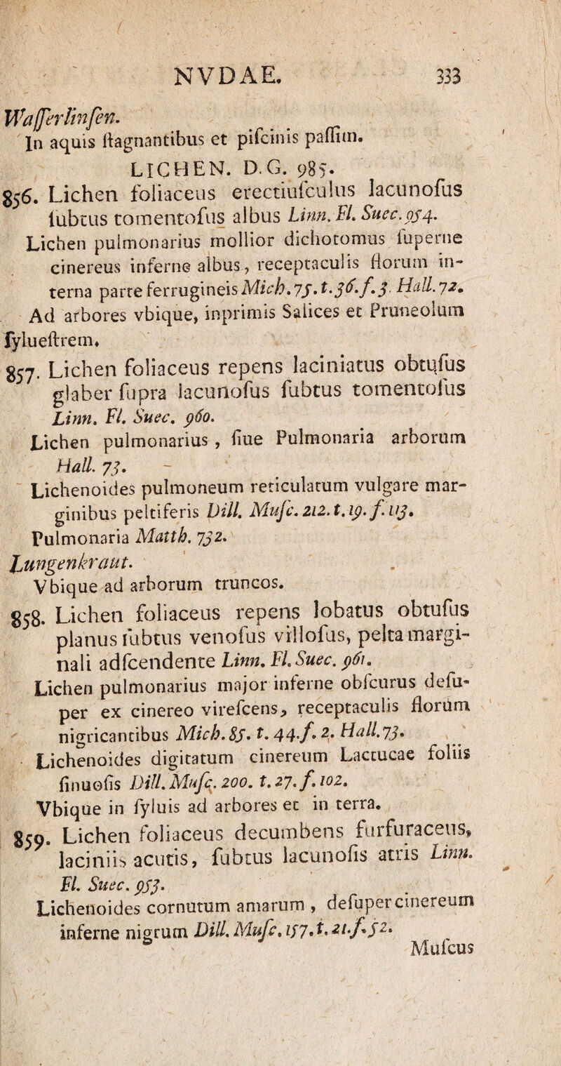 WaffbrRnfen. Xn aquis ftagnancibus et pifcinis paffiin. LICHEN. D.G. 9B5- 856. Lichen foliaceus erectiuiculus lacunofus fubtus tomentofus albus Linn. FL Sue 0.034. Lichen pulmonarius mollior dichocomus fuperne cinereus inferne albus ? receptaculis florum in¬ terna parreferrugineisMich.75 *^'3^*f*3 31 a 11.72, Ad arbores vbique» in primis Saiices et Pruneoium fylueftreim 857. Lichen foliaceus repens laciniatus obtqfus / glaber fupra lacunofus fubtus tomentofus Linn. FI. Suec. 960. Lichen pulmonarius , flue Pulmonaria arborum Hali. 73. Lichenoides pulmoneum reticularum vulgare mar¬ ginibus peltiferis bili. Mujc. 212.1.19. fuj. Pulmonaria Maith. 732. JjUngenkraut. Vbique ad arborum truncos. 858. Lichen foliaceus repens lobatus obtufus * planus fubtus venofus villofus, pelta margi¬ nali adfcendente Linn. FL Suec. 961. Lichen pulmonarius major inferne obfcurus defu- per ex cinereo virefcens, receptaculis florum nigricantibus Micb.SS• L 44'f* 2r FI a 11.73* ■ Lichenoides digitatum cinereum Lactucae foliis finuefls DHL Mufe 200. t.27. f.^02. Vbique in fyluis ad arbores et in terra. 850. Lichen foliaceus decumbens furfuraceus» laciniis acutis, fubtus lacunofis atris Linn. FL Suec. 933. Lichenoides cornutum amarum , defuper cinereum inferne nigrum DHL Mufc. 137* f J2t * Mufcus