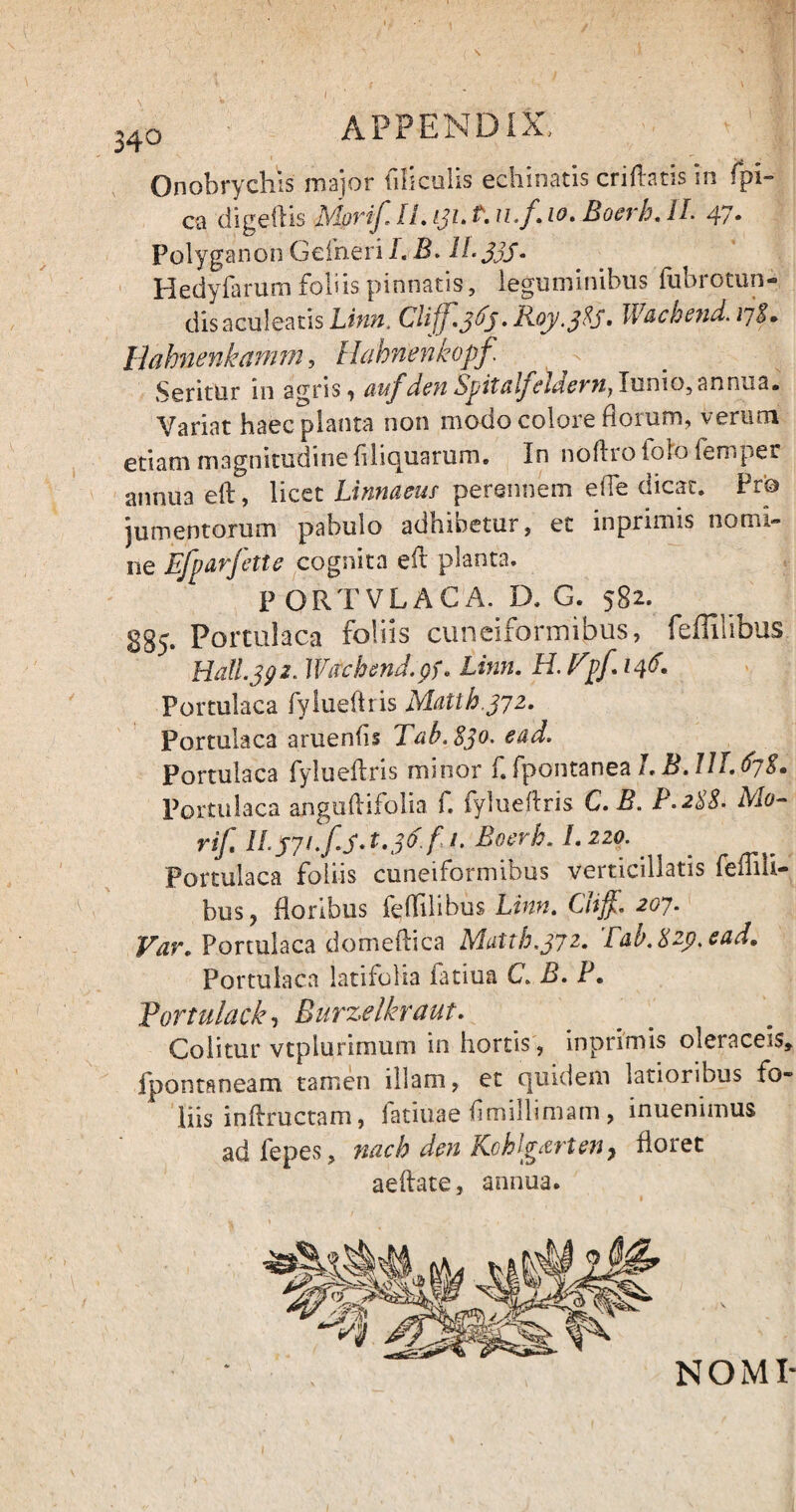 Onobrychis major filiculis echinatis criftatis in fpi- ca digeftis Morif II. LJl. ?. n.f. io. Boerb. II. 47- Polyganon Gdheri I. B. II. JjJ. Hedyfarum foliis pinnatis, leguminibus fubrotun- disaculeatis Linn. Cliff.36j.R0y.3ZS» Wachend. 178. Hahnenkamm, Hahnenkopf. Seritur in agris, aufdenSpitalfeldernyIxxn\o,annua. Variat haec planta non modo colore florum, verum etiam magnitudine Aliquarum. In noftroiolo femper annua eft, licet Linnaeus perennem efle dicat. Prio jumentorum pabulo adhibetur, et inprimis nomi¬ ne Efparfette cognita eft planta. P ORTVLAC A. D. G. 582. 885* Portulaca foliis cuneiformibus, feffilibus Hali.392. Wachend. Linn. H. Vp/. 146. Portulaca fylueffris Matth.372. Portulaca aruenfls Tab.830. ead. Portulaca fylueffris minor f. fpontanea /. B. UT.678. Portulaca anguffifolia f. fylueffris C.B. P.288. Mo- rif ll.j71.fs. t.36. f i. Boerb. 1.220. Portulaca foliis cuneiformibus verticillatis feflili- bus, floribus feffilibus C7*#f. 207* Var. Portulaca domeftica Matth.372. fab.82p.ead. Portulaca latifolia fatiua C. B. P. Portulack, Burzelkraut. Colitur vtplurimum in hortis, inprimis oleraceis, ipontaneam tamen illam, et quidem latioribus fo¬ liis inffructam, latiuae flmillimam , inuenimus adfepes, nach den Kchlg&rten, floret aeftate, annua. NOMI*