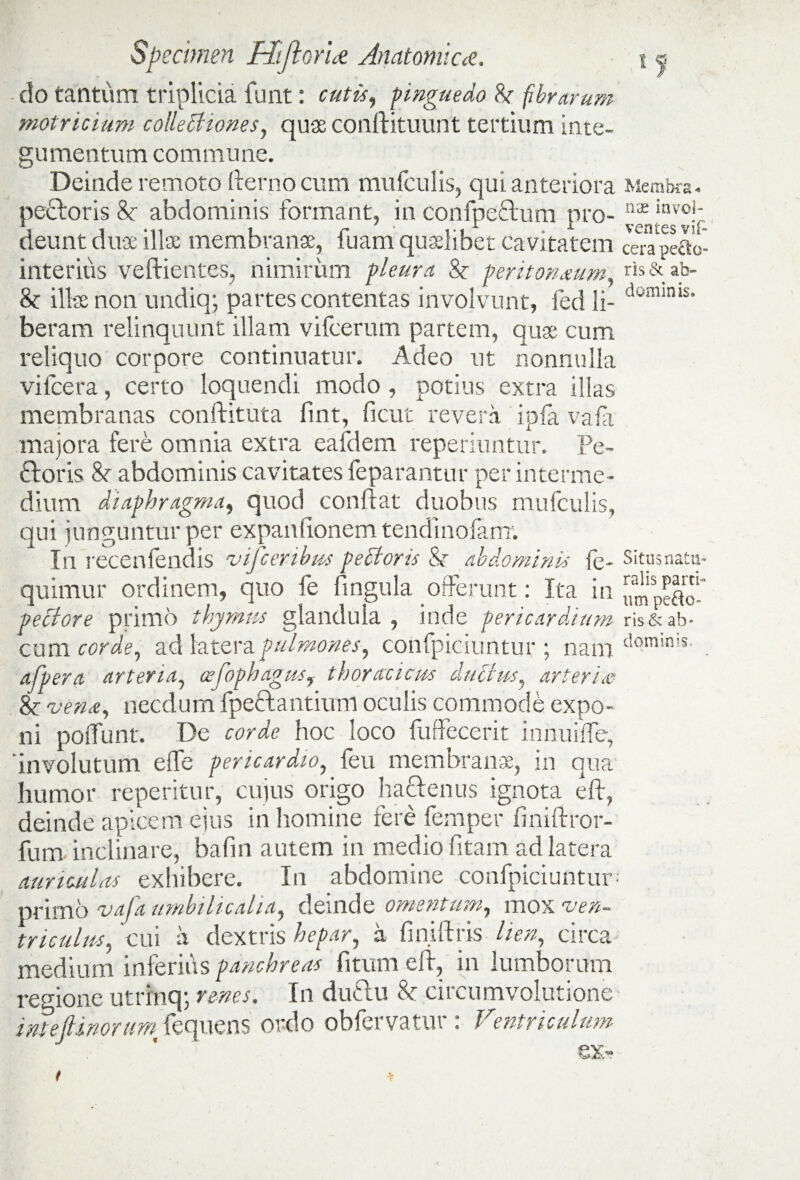 do tantum triplicia funt: cutis, pinguedo 8t fibrarum motricium colleUiones, qu3s conftituunt tertium inte¬ gumentum commune. Deinde remoto Ilerno cum mufculis, qui anteriora pe£loris & abdominis formant, in confpeftum pro¬ deunt duae illae membranae, fuam quaelibet cavitatem interius veftientes, nimirum pleura Sc peritorwum, & illae non undiq; partes contentas involvunt, fed li¬ beram relinquunt illam vifcerum partem, quge cum reliquo corpore continuatur. Adeo ut nonnulla vifcera, certo loquendi modo , potitis extra illas membranas conditura fint, ficut revera ipfa vafa majora fere omnia extra eafdem reperiuntur. Pe¬ ctoris 8t abdominis cavitates feparantur per interme¬ dium diaphragma, quod condat duobus mufculis, qui junguntur per expaniionemtendinofam. In recenfendis vifceribus pectoris & abdominis fe- quimur ordinem, quo fe fingula offerunt: Ita in pectore primo thymus glandula , inde pericardium cum corde, ad latera pulmones, confpiciuntur ; nam afpera arteria, cefophagus, thoracicus ductus, arteris Sc vena, necdum fpecfantium oculis commode expo¬ ni poliunt. De corde hoc loco fuffecerit innuilfe, 'involutum effc pericardio, feu membrana, in qua humor repentur, cujus origo h aci en us ignota eft, deinde apicem ejus in homine fere femper finiftror- fum inclinare, bafin autem in medio fitam ad latera auriculas exhibere. In abdomine confpiciuntur- primo vafa umbilicalia, deinde omentum, mox ven¬ triculus, cui a dextris hepar, a finiftris lien, circa medium inferids panchreas fitumeft, in lumborum regione utrmq; renes. In duclu St circumvolutione inteftinortmfcquens ordo obfervatur : Ventriculum 'Membra * nas invol¬ ventes vil¬ cera pe£!o- ris & ab¬ dominis» Situs natu¬ ralis pard¬ um pe&o- ris& ab¬ dominis*