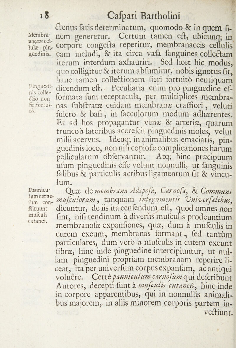 iS Membra- aaceae cel¬ lulae pin¬ guedinis. Pingucdi» ais colle¬ gio non fit.for tui¬ to. Pannicu¬ lum canto fum cort* ftitaunt Htufcuii cut anei. Cafpari Bartholini «ftenus fatis determinatum, quomodo & in quem fi- nem generetur. Certum tamen eft, ubicunq; in corpore congefta reperitur, membranaceis cellulis eam includi, & ita circa vafa fanguinea collectam iterum interdum axhauriri. Sed licet hic modus, quo colligitur & iterum abfumitur, nobis ignotus fit, hanc tamen collectionem fieri fortuito neutiquam dicendum di. Peculiaria enim pro pinguedine ef- formata funt receptacula, per multiplices membra¬ nas fubftratae cuidam membrana: craffiori, veluti fulcro & bafi, in facculorum modum adhaerentes. Et ad hos propagantur venae 8c arteriae, quarum trunco a lateribus accrefcit pinguedinis moles, velut milii acervus. Ideoq; in animalibus emaciatis, pin¬ guedinis loco, non nifi copiolae complicationes harum pellicularum obfervantur. Atq; hinc praecipuum uiiim pinguedinis elfe volunt nonnulli, ut fanguinis falibus 8c particulis acribus ligamentum fit & vincu¬ lum. Quae de membrana. Adipofa, Carnofa, Communi mufculorum, tanquam integumentis Vniverfalibm, dicuntur, de iis ita cenfendiim, eft, quod omnes non fint, nifi tendinum a diverfis mufculis prodeuntium membranofae expaniiones, quae, dum a mufculis in cutem exeunt, membranas formant-, led tantum particulares, dum vero a mufculis in cutem exeunt fibrae, hinc inde pinguedine intercipiuntur, ut nul¬ lam pinguedini propriam membranam reperire li¬ ceat, ita per univerfum corpus expanfiim, ac antiqui voluere. Certe panniculum camo fum qui defcribunt Antores, decepti funt a mufculis cutaneis, hinc inde in corpore apparentibus, qui in nonnullis animali¬ bus maiorem, in aliis minorem corporis partem in- veftiunt.