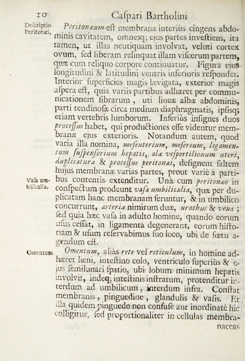 Peritonst J>er‘ton^ttm eft membrana interius cingens abdo- ’ minis cavitatem, omnesq; ejus partes inveftiens, ita tamen, ut illas neutiquam involvat, veluti cortex ovum, fed liberam relinquat illam vifcerum partem, qus cum reliquo corpore continuatur. Figura ejus- longitudini & latitudini ventris inferioris refpondet. Interior fuperficies magis levigata, exterior magis afpera eft, quia variis partibus adhaeret per commu¬ nicationem fibrarum , uti lineae albae abdominis, parti tendinofe circa medium diaphragmatis, ipfisq; etiam vertebris lumborum. Inferius infignes duos proceffm habet, qui produ&iones effe videntur mem¬ branas ejus exterioris. Notandum autem, quod varia illa nomina, mefenteriumr mefereumr ligamen¬ tum fufpenforium hepatis, aU vefpertilionum uteri, duplicat ursi 8t proce ffm peritonei, defignent faltem- hujus membranae-varias partes, prout varie a parti¬ bus contentis extenditur. Una- cum peritoneo in confpe&um prodeunt vaja umbilicalia, quae per du¬ plicatam hanc membranam feruntur, h in umbilico concurrunt, arteria nimirum duas, urachus 8f vena ; icd quia haec vafa in adulto homine, quando eorum alus cellat, in ligamenta degenerant, eorum hifto- nam 8r ufum refervabimus fuo loco, ubi de fcetu a- gendum eft. Omentum, alias rete vtX reticulum, in homine ad¬ haeret lieni, inteftino colo, ventriculo fuperius 8c e- )us femilunari Ipatio, ubi lobumc minimum hepatis involvit, indeq; inteftinis inftratum, protenditur ir- • terdum ad umbilicum, interdum infra. Confiat membranis , pinguedine , glandulis Sr vafis. Et. illa qmdem pinguedo non confufe aut inordinate hic. colligitur, -fed proportionaliter in cellulas membra- - naccas • Vafa 13 m- bUrcalia. Omentum.