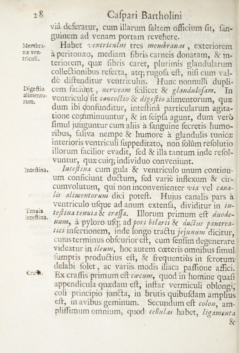 Membra¬ nae ven¬ triculi* Digeftio alimento¬ rum» Meftina. lenuia ilnteftina. Ctaflt Calpari Bartholini via deferatur, cum illarum faltem officium fit, fan- guinem ad venam portam revehere. Habet ventriculus tres membranas , exteriorem a peritonaeo, mediam fibris carneis donatam, h in¬ teriorem, quae fibris caret, plurimis glandularum collectionibus referta, atq; rugofa eft, nifi cum val¬ de difteriditur ventriculus. Hunc nonnulli dupli¬ cem faciunt, nerveam fcilicet 8e glandulofam. In ventriculo fit cmcoctio 8c digejlio alimentorum, quae dum ibi confunditur, inteftina particularum agita¬ tione copminuuntur, 8c infeipfa agunt, dum vero fimul junguntur cum aliis a fanguine fecretis humo¬ ribus, laliva nempe 8t humore a glandulis tunicae interioris ventriculi fuppeditato, non folum refolutio illorum facilior evadit, fed & illa tantum inde refol- vuntur, qusecuiq; individuo conveniunt. Intefiim cum gula & ventriculo unum continu¬ um conficiunt duftum, fed varie inflexum & cir¬ cumvolutum, qui non inconvenienter via vel cana¬ lis almentorum dici potefl. Hujus canalis pars a ventriculo ufque ad anum extenfa, dividitur in in¬ teftina tenuia & crajfa. Illorum primum eft duode¬ num, a pyloro ufq; ad fori bilarii 8c ductus pancrea¬ tici infertionem, inde longo tvz&u jejunum dicitur, cujus terminus oblcurior eft, cum fenfim degenerare videatur in ileum, hoc autem cceteris omnibus fimul fiimptis productius eft, & frequentius in fcrotum delabi folet, ac variis modis iliaca paffione affici. Ex craffis primum eft circum, quod in homine quali appendicula quaedam eft, inftar vermiculi oblongi, coli principio junfta, in brutis quibufdam amplius eft, in avibus geminum. Secundum eft colon, ara- pliffimiim omnium, quod cellulas habet, ligamenta