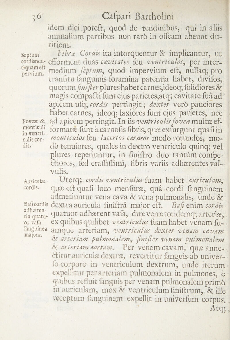 idem dici .poteft, quod de tendinibus, qui in aliis animalium partibus non raro in o fleam abeunt du¬ ritiem» Septum Fibra Cordis ita intorquentur & implicantur, ut cordisaeu* efforment duas cavitates feu ventriculos, per inter- wndum'1 medium feptum, quod impervium eft, nullaq; pro tranlitu (anguinis foramina patentia habet, divifos, quorum fwtjler plures habet carnes,ideoq; folidiores 8c magis compafli funt ejus parietes,atq; cavitate fu a ad apicem ufq; cordis pertingit; dexter vero pauciores habet carnes, ideoq; laxiores funt ejus parietes, nec Foves & ad apicem pertingit. In iis ventriculis fovea multis ef- inventri1 *hrmatse funta camo fisfibris,qu«exfurgunt quafiin culis cor- monticulos feu lacertos carneos modo rotundos, mo¬ dis. do tenuiores, quales in dextro ventriculo quinq; vel plures reperiuntur, in finiftro duo tantum confpe- cfiores, fed crafli (limi, fibris variis adhaerentes val¬ vulis. Uterq; cordis ventriculus luam habet auriculam, qua; eft quafi loco menfurse, qua cordi fanguinem admetiuntur vena cava & vena pulmonalis, unde 8z Bajicordis dextra auricula finiftra major eft. Bafi enim cordis *d'en quatuor adhaerent vafa, duae venae totidemq; arteriae, ex quibus quilibet ventriculus luam habet venam fu- fanguinea amque arteriam, ventriculus dexter venam cavam o a k arteriam pulmonalem^ Jinijler venam pulmonalem & arteriam aortam. Per venam cavam, quae anne- 'ftitur auriculae dextrae, revertitur fanguis ab univer- fo corpore in ventriculum dextrum, unde iterum expellitur per arteriam pulmonalem in pulmones, e quibus refluit fanguis per venam pulmonalem primo in auriculam, mox & ventriculum finiftrum, & ille receptum fanguinem expellit in uniyerfum corpus. Atqj Auriculae cordis.- tia quatu or vafa fanguin majora,