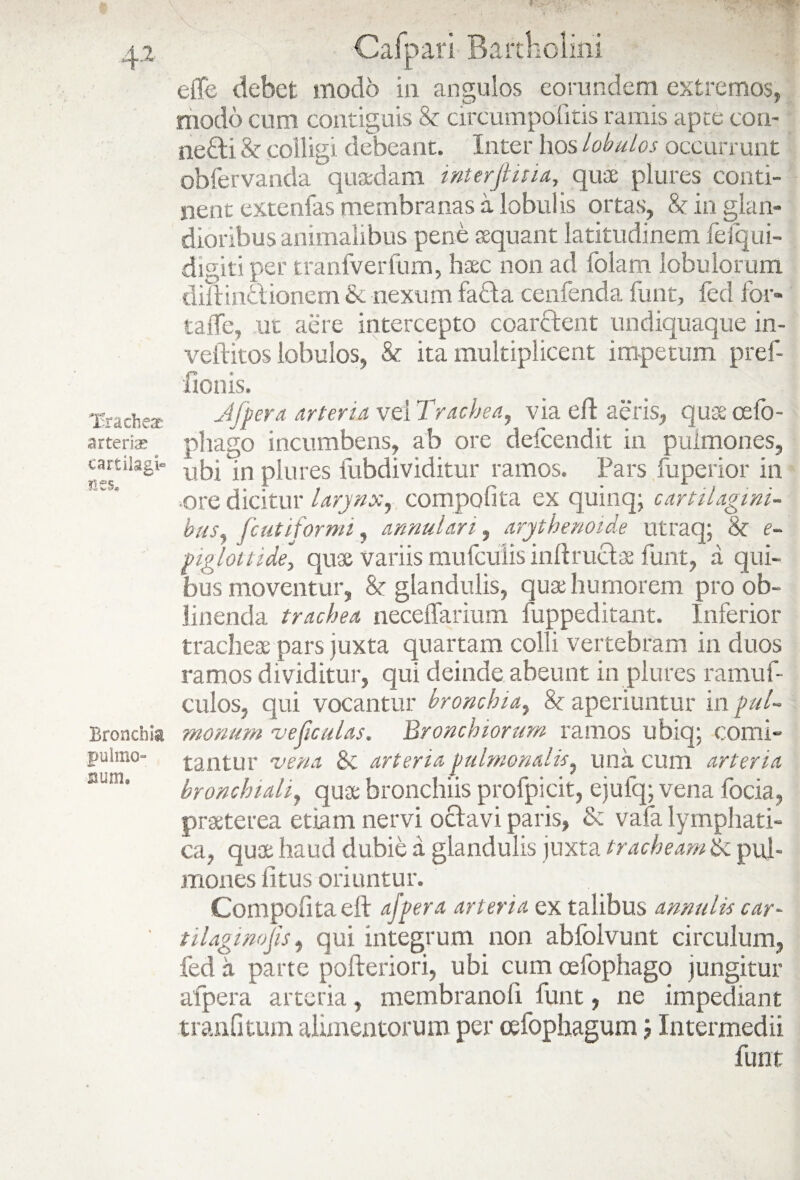 4-2 ISracheae arterias cartilagi» nes. Bronchia pulmo- Sum, Calpari Bartholini effis debet modo in angulos eorundem extremos, modo cum contiguis & circumpofitis ramis apte con- ne£li & colligi debeant. Inter hos lobulos occurrunt obfervanda quadam interfinia, qua plures conti¬ nent extenfas membranas a lobulis ortas, & in glan- dioribus animalibus pene aquant latitudinem fefqui- digitiper tranfverfum, hac non ad (olam lobulorum diftin&ionem & nexum fafta cenfenda funt, fed for» taffie, ut aere intercepto coarctent undiquaque in- veftkos lobulos, & ita multiplicent impetum pref- fionis. Jfpera arteria vel Trachea, via efl aeris, qua celo- phago incumbens, ab ore deicendit in pulmones, ubi In plures fubdividitur ramos. Pars fuperior in •ore dicitur larynx, compotita ex quinq; cartilagini¬ bus., fcutiformi, annulari, arythenoide utraq; & e- pigloitide, qua Variis mufcuiisinft ructa funt, a qui¬ bus moventur, glandulis, qua humorem pro ob¬ linenda trachea neceffarium fuppeditant. Inferior trachea pars juxta quartam colli vertebram in duos ramos dividitur, qui deinde abeunt in plures ramuf- culos, qui vocantur bronchia, & aperiuntur in pul¬ monum ve ficulas* Bronchiorum ramos ubiq; comi¬ tantur vena & arteria pulmonalis, una cum arteria bronchiali, qua bronchiis profpicit, ejufq; vena foda, praterea etiam nervi octavi paris, & vafa lymphati¬ ca, qua haud dubie a glandulis juxta tracheam & pul¬ mones litus oriuntur. Compofita eft afpera arteria ex talibus annulis car~ tilaginofis, qui integrum non abfolvunt circulum, fed a parte pofteriori, ubi cum cefophago jungitur afpera arteria, membranofi funt, ne impediant tranfitum alimentorum per cefophagum j Intermedii funt
