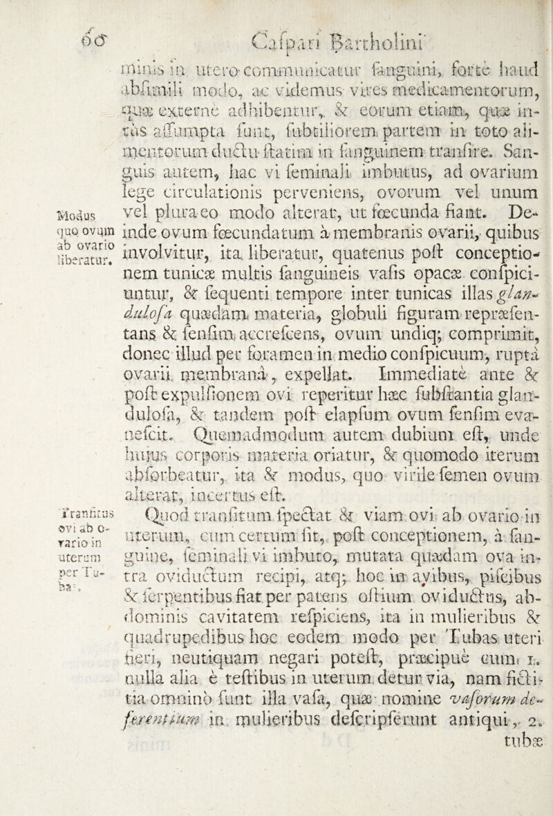 i utero communicatur fanguini, forte haud abflmiU modo, ac videmus- vires medicamentorum, xterne adhibentur,. & eorum etiam, qute in- UUins m T i*' vi vk Modus tus alTumpta funt, fabriliorem, partem in toto ah- mentorLim dtnflu-ftatiim in funguinem tranfire. San¬ guis autem, hac vi feminali imbutus, ad ovarium lege circulationis perveniens, ovorum vel unum vel plura eo modo alterat, ut fcecunda fiant. De- quoovam inde ovum fecundatum a membranis ovarii, quibus Uberatur? involvitur, ita. liberatur, quatenus poli conceptio¬ nem tunicat multis fanguineis vafis opacas confpici- untiir, & fequenti tempore inter tunicas illas glan- dulofa quadam materia, globuli figuram reprsefen- tans 8c feufinxaccrefcens, ovum undiq; comprimit, donec illud per foramen in medio confpicuum, rupta ovarii membrana , expellat. Immediate ante & poft expiilfionem ovi repetitur hasc fubftantia glan- dulofa, & tandem poli elapfum ovum fenfim eva- oeicit. Quemadmodum autem dubium eft, unde hujus corporis materia oriatur, & quomodo iterum abforbeatur, ita St modus, quo virile femen ovum alterat, incertus eft. Quod tranfitum.lpeclat % viam ovi ab ovario in um, cum certum iit, poft conceptionem, a lan¬ gulae, feminali vi imbuto, mutata quasdam ova in¬ tra oviductum recipi, atq; hoc in avibus, piitibus St ierpentibus fiat per patens oftium ovi ductus, ab¬ dominis cavitatem refpiciens, ita in mulieribus & quadrupedibus hoc eodem modo per Tubas uteri fieri, neutiquam negari poteft, praecipue cuini i. nulla alia e teftibus in uterum, detur via, nam fidi- tia omnino funt illa vafa, quae nomine vafpmm de~ fmntmm in mulieribus defcripferunt antiqui,- 2. tubs i rati fit as ovi ab e- rario in utenrm ner Tu- ?.a;. Utr
