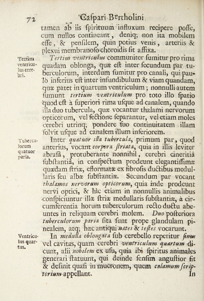 Ternus ventricu¬ lus cere* bri« Tubercu¬ lorum quatuor paria* Ventricu¬ lus quar¬ tus* tEafpariBartholini tamen ab iis fpirituum influxum recipere polfe, cum nullos contineant, deniq; non ita mobilem effe, & penfiiem, quin potius venis, arteriis & plexui membranofochOroidis fit affixa. Tertius ventriculus communiter fumitur pro rima quadam oblonga, quae eft inter fecundum par tu¬ berculorum, interdum fumitur pro canali, qui pau- 16 inferius eft inter infundibulum & viam quandam, quae patet in quartum ventriculum • nonnulli autem fumunt tertium ventriculum pro toto illo fpatio quod eft a fuperiori rima ufque ad canalem, quando illa duo tubercula, quae vocantur thalami nervorum opticorum, vel fe£iione feparantur, vel etiam moles cerebri utrinq; pondere fuo continuitatem illam folvit ufque ad canalem illum inferiorem. Inter quatuor illa tubercula, primum par , quod anterius, vocant corpora friata, quia in illis leviter abrafa, protuberante nonnihil, cerebri cineritia fubftantia, in confpe&um prodeunt elegantiffimat quaedam ftriae, efformatae ex fibrofis duiftibus medul¬ laris feu albae fubftantiae. Secundum par vocant thalamos nervorum opticorum, quia inde prodeunt nervi optici, &■ hic etiam in nonnullis animalibus conlpiciuntur illae ftriae medullaris fubftantiae, a cir¬ cumferentia horum tuberculorum re&o duftu abe¬ untes in reliquam cerebri molem. Duo pofteriora tuberculorum paria lita funt prope glandulam pi¬ nealem, atq; haec antiqui nates &r te(les vocarunt. In medulla oblongata fub cerebello repetitur fmu vel cavitas, quam cerebri ventriculum quartum di¬ cunt, alii nobilem ex ufu, quia ibi fpiritus animales generari ftatuunt, qui deinde fenfim anguftior fit & definit quali in mucr-onem, quem calamum fer ip- torium appellant. In