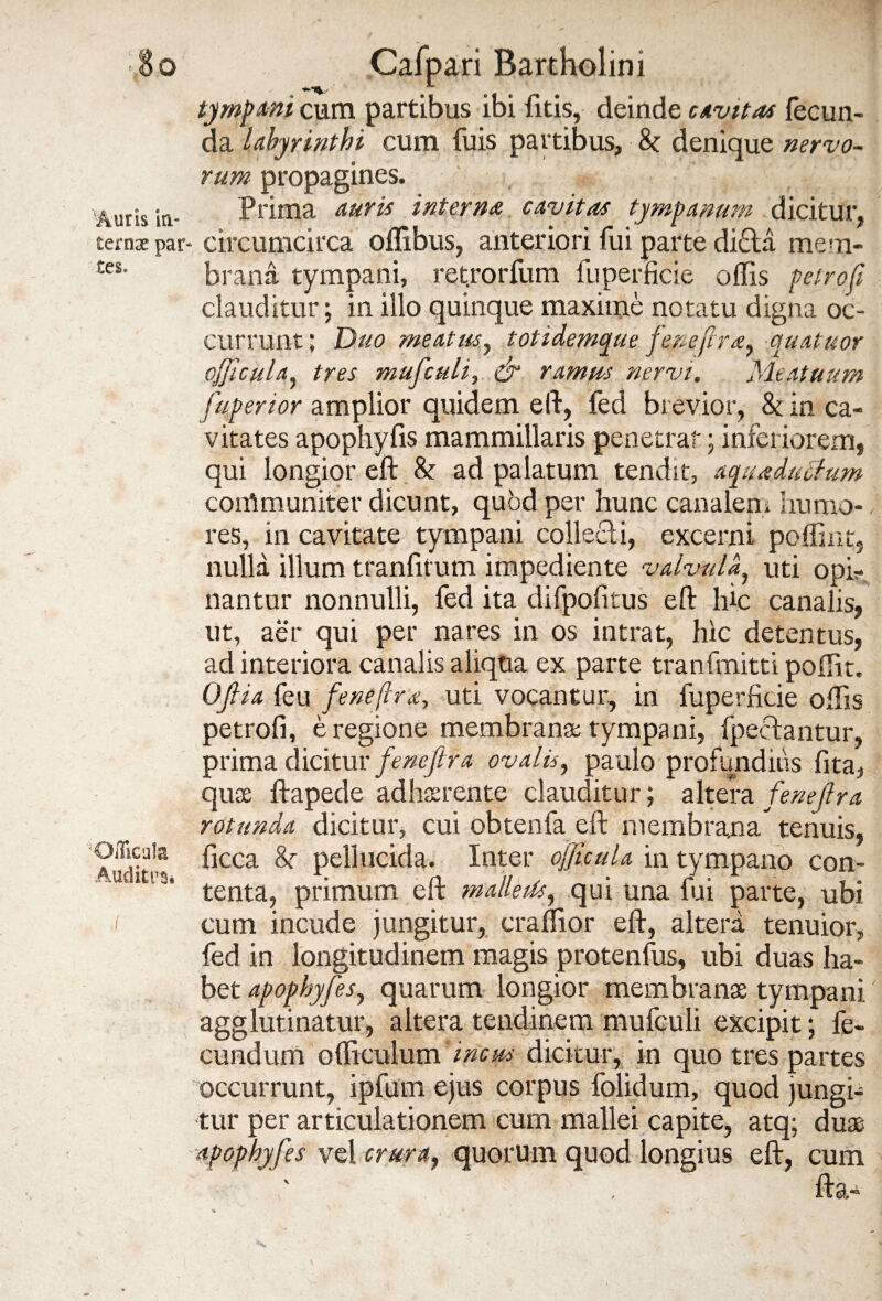 So Auris in¬ terna par* tes. OiTicala Auditus* f Cafpari Bartholini tympani cum partibus ibi litis, deinde cavitas fecun¬ da labyrinthi cum fuis partibus, 8c denique nervo¬ rum propagines. Prima auris interna cavitas tympanum dicitur, circumcirca oIlibus, anteriori fui parte dicla mem¬ brana tympani, retrorfum fu perfide odis petro (i clauditur; in illo quinque maxirne notatu digna oc¬ currunt; Duo meatus, totidemque fenefira, quatuor ojjicula, tres mufculi, & ramus nervi. Meatuum fuperior amplior quidem eft, fed brevior, & in ca¬ vitates apophyfis mammillaris penetrat; inferiorem, qui longior eft & ad palatum tendit, aquaduclum communiter dicunt, quod per hunc canalem humo-, res, in cavitate tympani collecli, excerni poffint, nulla illum tranfitum impediente valvula, uti opi? nantur nonnulli, fed ita difpofitus eft hic canalis, ut, aer qui per nares in os intrat, hic detentus, ad interiora canalis aliqua ex parte tranfmitti poflit. Ofi ia feu fenefra, uti vocantur, in fuperficie odis petrofi, e regione membrana; tympani, (pectantur, prima dicitur fenefira ovalis, paulo profundius fita, quae ftapede adherente clauditur; altera fenefira rotunda dicitur, cui obtenfa eft membrana tenuis, ficca &• pellucida. Inter ojjicula in tympano con¬ tenta, primum eft malletis, qui una fui parte, ubi cum incude jungitur, craflior eft, altera tenuior, fed in longitudinem magis protenfus, ubi duas ha¬ bet apophyfes, quarum longior membranas tympani agglutinatur, altera tendinem mufculi excipit; fe¬ cundum ofiiculum incus dicitur, in quo tres partes occurrunt, ipfum ejus corpus folidum, quod jungi¬ tur per articulationem cum mallei capite, atq; duae apophyfes vel crura, quorum quod longius eft, cum fta-