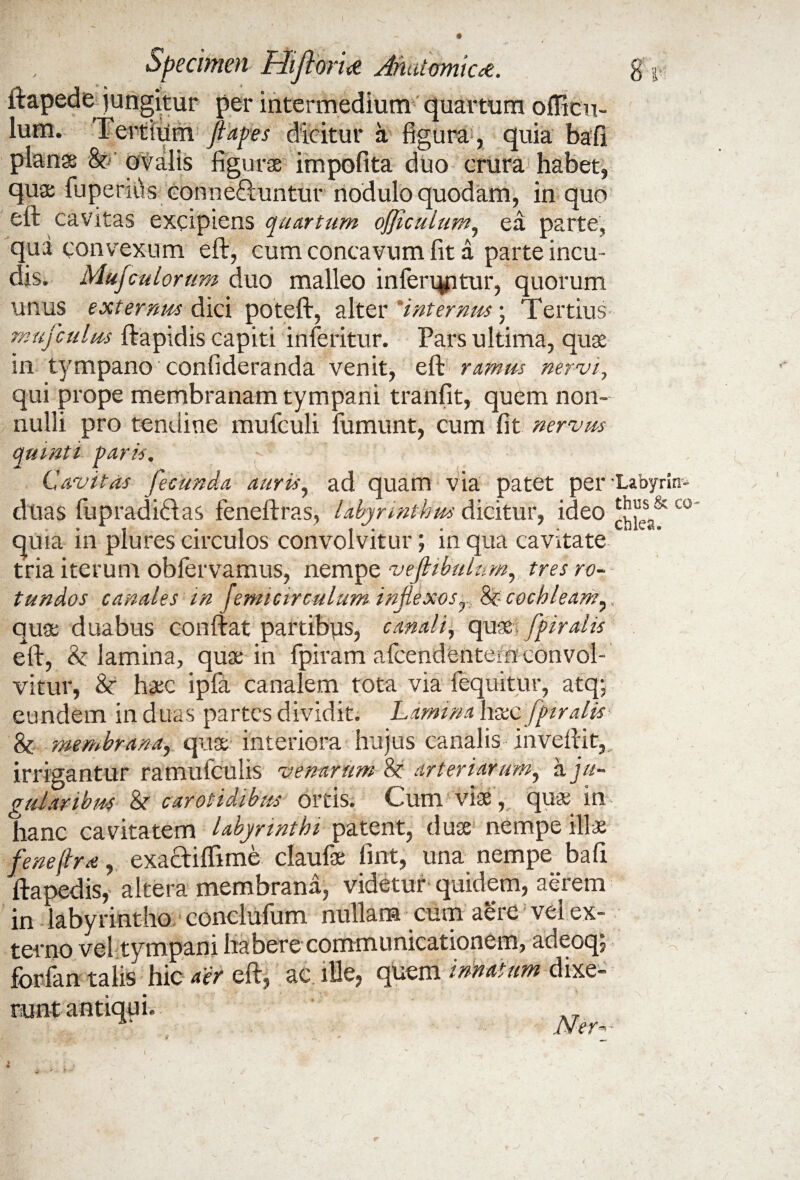 opecimen riflorU Ahatomicce. itapede jungitur per intermedium quartum officu- lum. Tertium fi apes dicitur a figura, quia bafi planae & ovalis figuras impolita duo crura habet, quae fuperuls conneTuntuv nodulo quodam, in quo eft cavitas excipiens quartum ojjiculum, ea parte, qua convexum eft, cum concavum fit a parte incu¬ dis. Mujculorum duo malleo inferqptur, quorum unus externus dici poteft, alter internus; Tertius mufculus ftapidis capiti inferitur. Pars ultima, quae in tympano confideranda venit, eft ramus nervi, qui prope membranam tympani tranfit, quem non¬ nulli pro tendine mufculi fumunt, cum fit nervus quinti paris. Cavitas fecunda auris, ad quam via patet per duas fupraditlas feneftras, labyrinthus dicitur, ideo quia in plures circulos convolvitur; in qua cavitate tria iterum obfervamus, nempe vefiibulnm, tres ro¬ tundos canales in femicirculum inJiexosr 8c cochleam, qua duabus conftat partibus, canali, qua. fpiralis eft, & lamina, qua in fpiram afcendentern convol¬ vitur, 8e hac ipfa canalem tota via fequitur, atq; eundem in duas partes dividit. Lamina h&cfpir alis & membrana,, qua interiora hujus canalis inveftit, irrigantur ramufculis venarum 8e arteriarum, h. ju¬ gulari bus carotidibus ortis. Cum via, qua in hanc cavitatem labyrinthi patent, dua nempe illa fenefira, exacHlfime claufa fint, una nempe bafi ftapedis, altera membrana, videtur quidem, aerem in labyrintho conclufum nullam cum aere vel ex¬ terno vel tympani habere communicationem, adeoqj forfan talis hic aer eft, ac ille, quem innatum dixe- runt antiqui. Ner- 'Labyrin¬ thus & co¬ chlea.